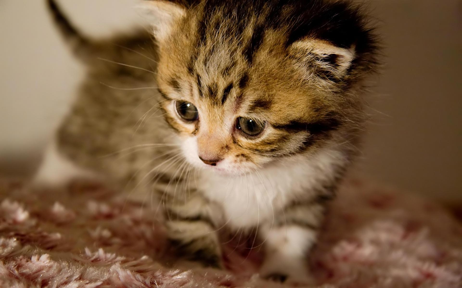 Brown tabby kitten, Plush faux fur blanket, Close-up kitten portrait, HD Desktop wallpaper