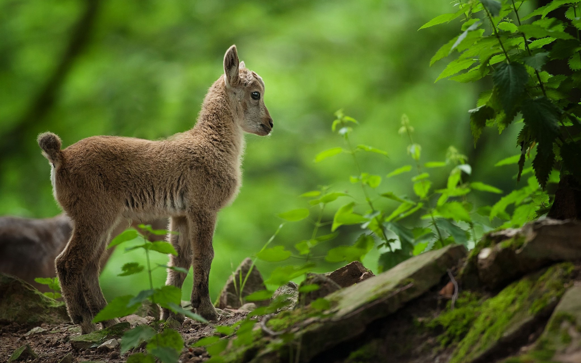 Goat baby, Innocent charm, Adorable cuteness, Playful nature, 1920x1200 HD Desktop