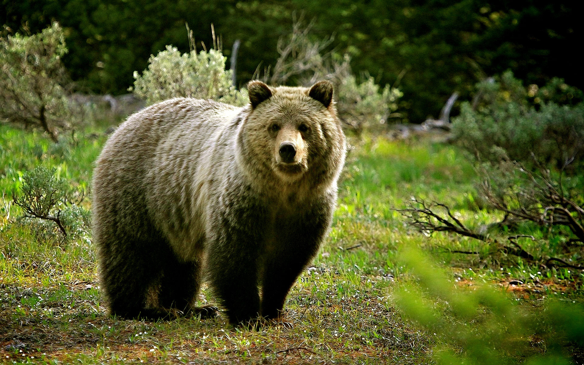 Grizzly bear, Wild Animals Wallpaper, 1920x1200 HD Desktop