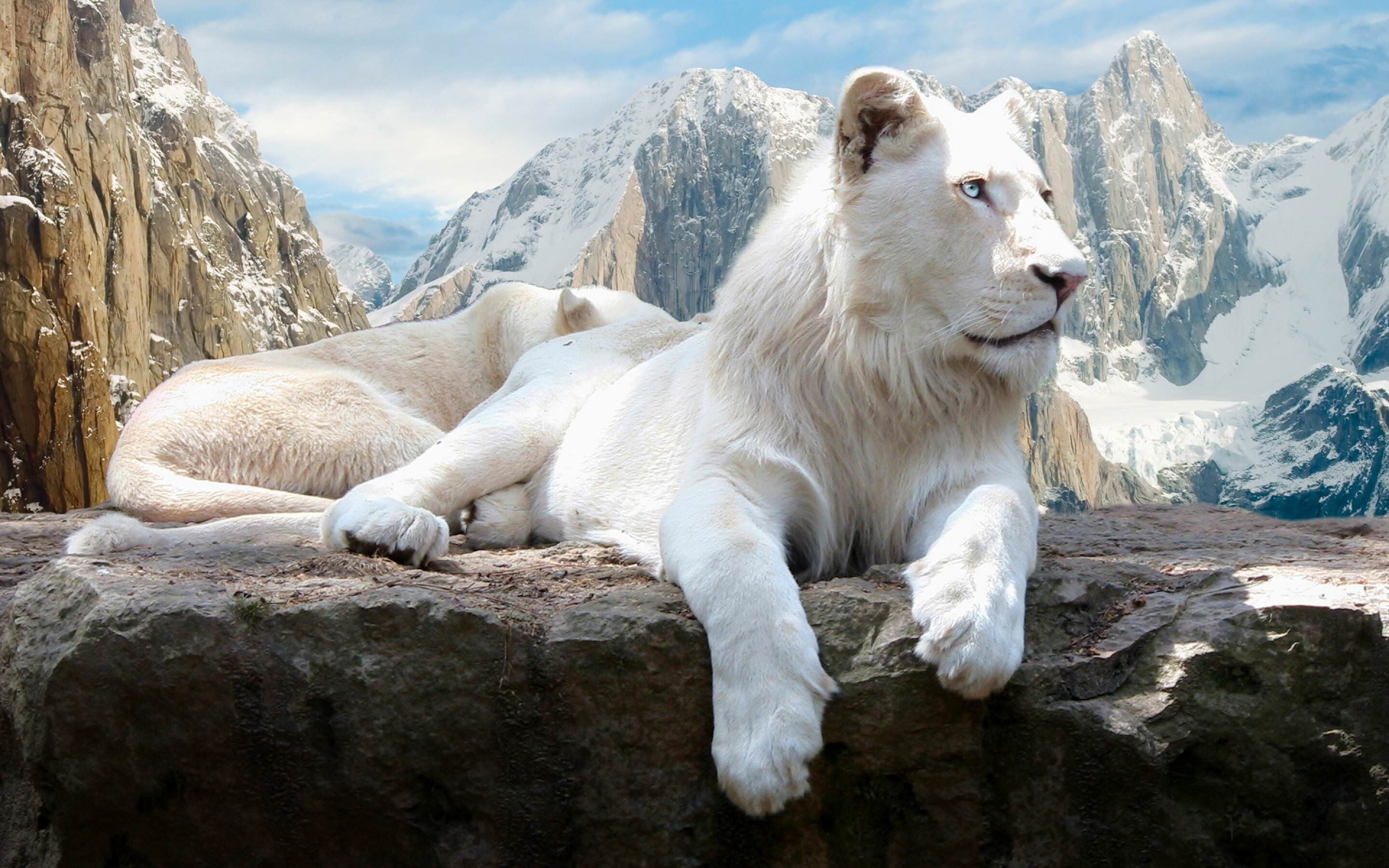 White lion, Lions Wallpaper, 2880x1800 HD Desktop