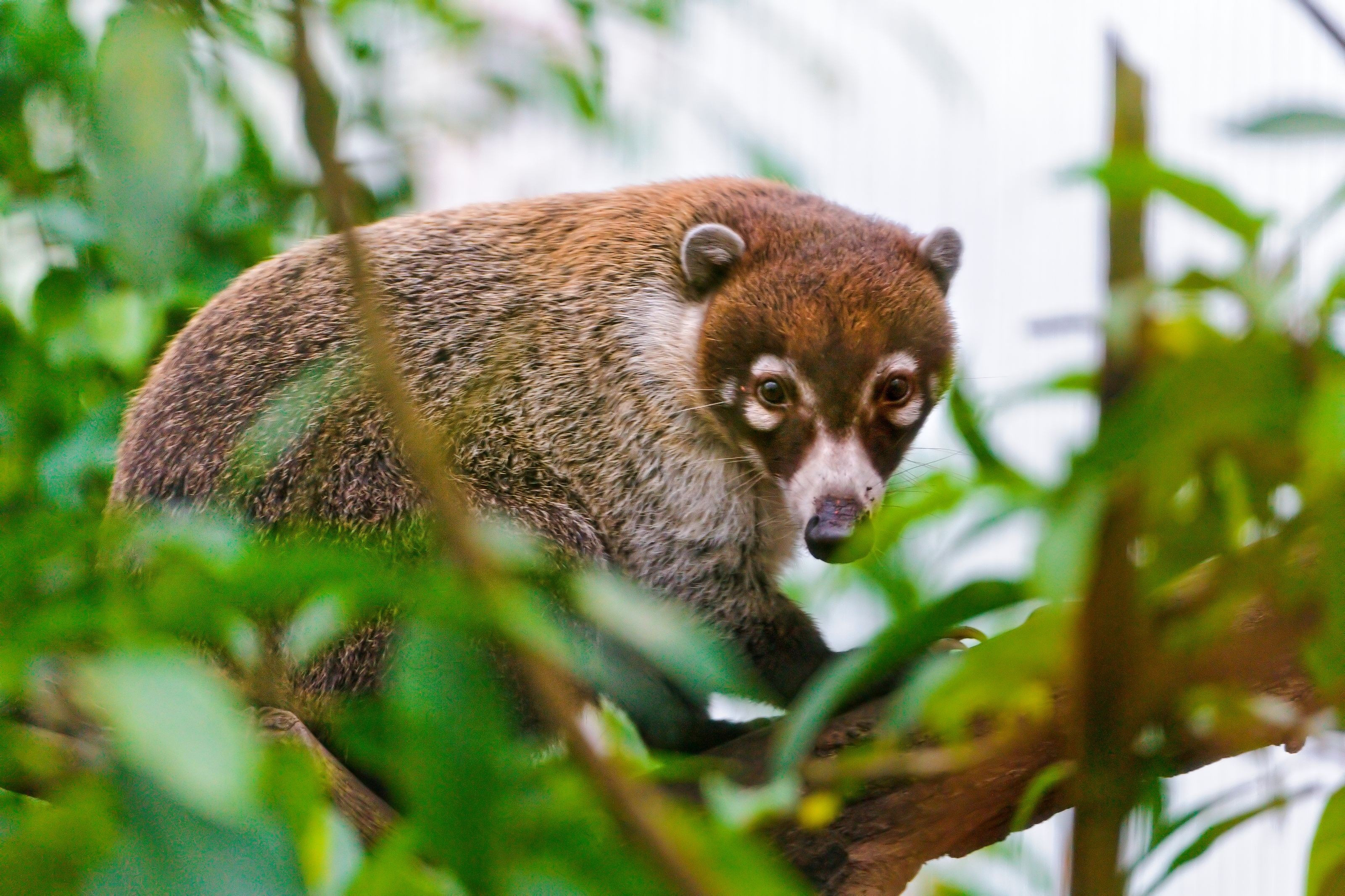 Coati, Animal wallpapers, Nature, 3200x2140 HD Desktop