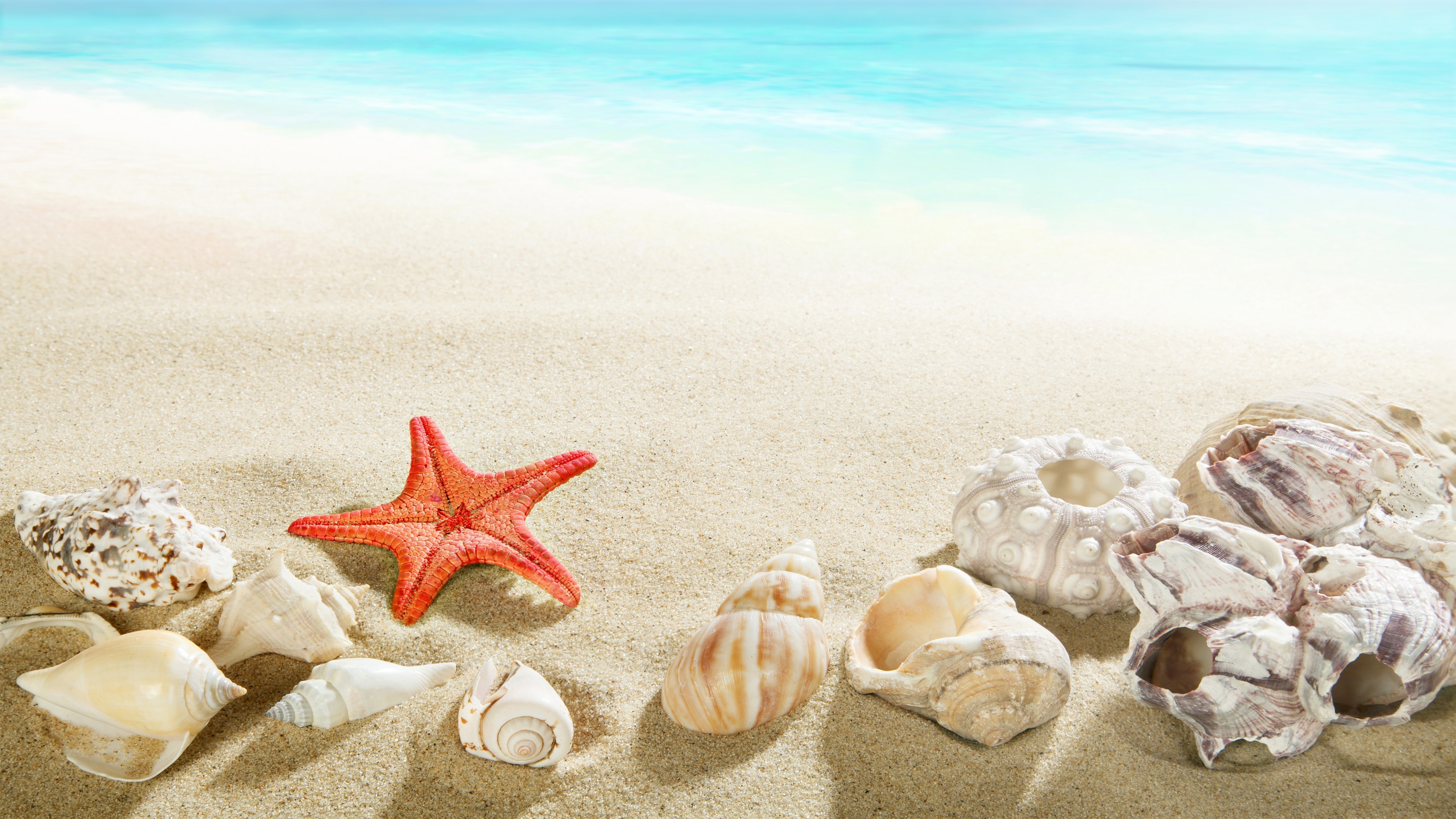 Beach Seashell, Wallpaper, Michelle Peltier, Pretty, 3840x2160 4K Desktop