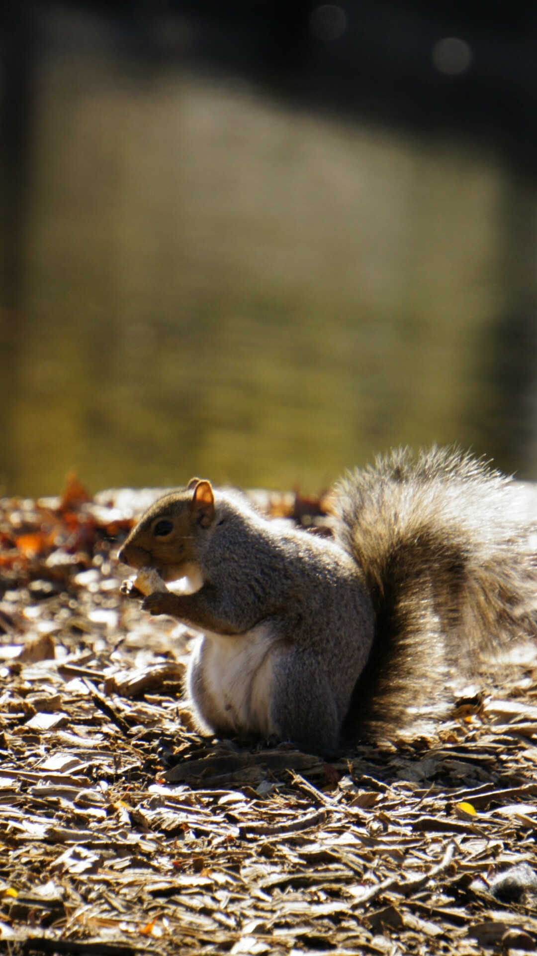 Squirrel in 4K, Wallpaper download, Nature's beauty, High-resolution delight, 1080x1920 Full HD Phone
