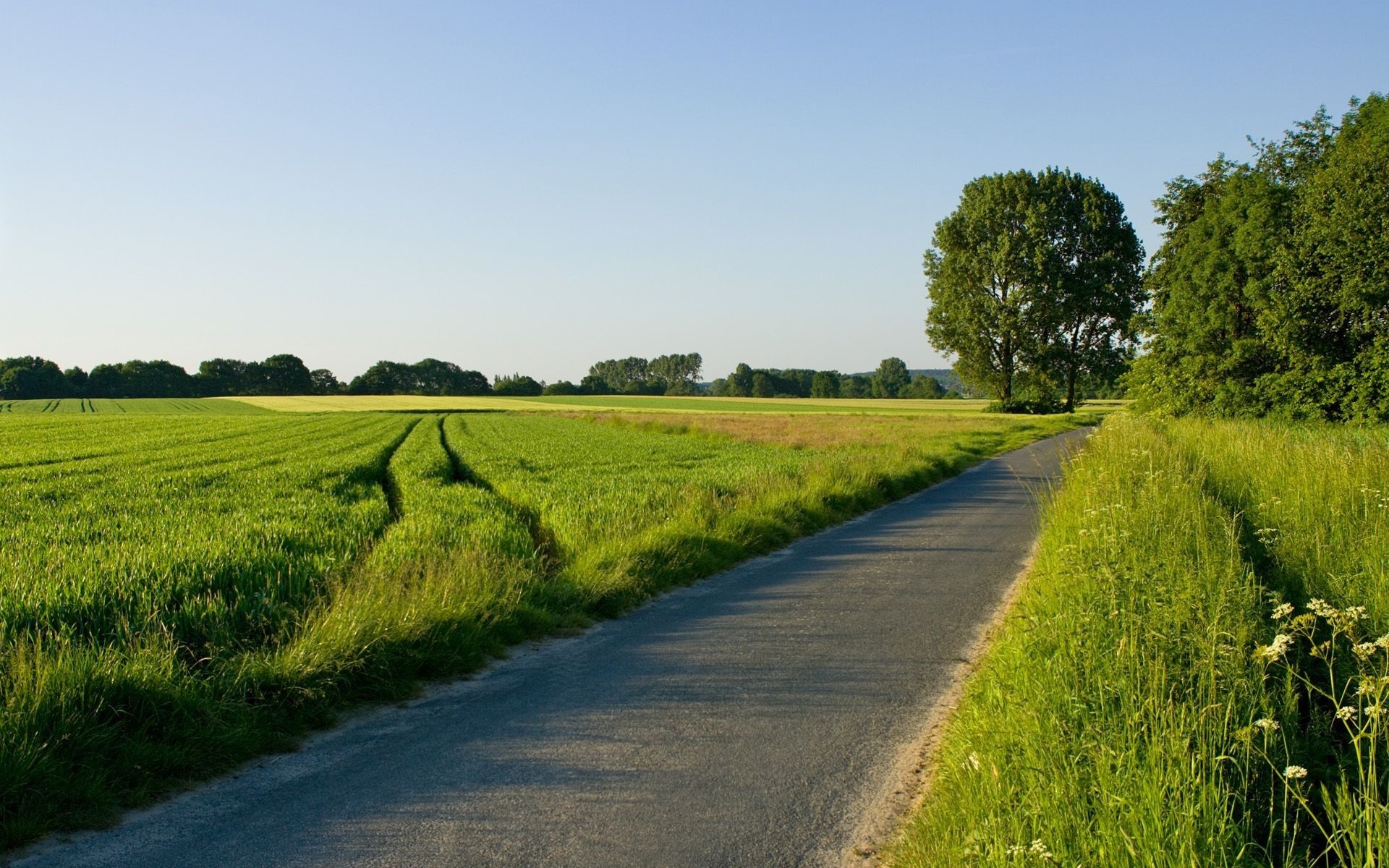 paved country road, green agricultural crop field, clear blue summer sky, HD Desktop wallpaper