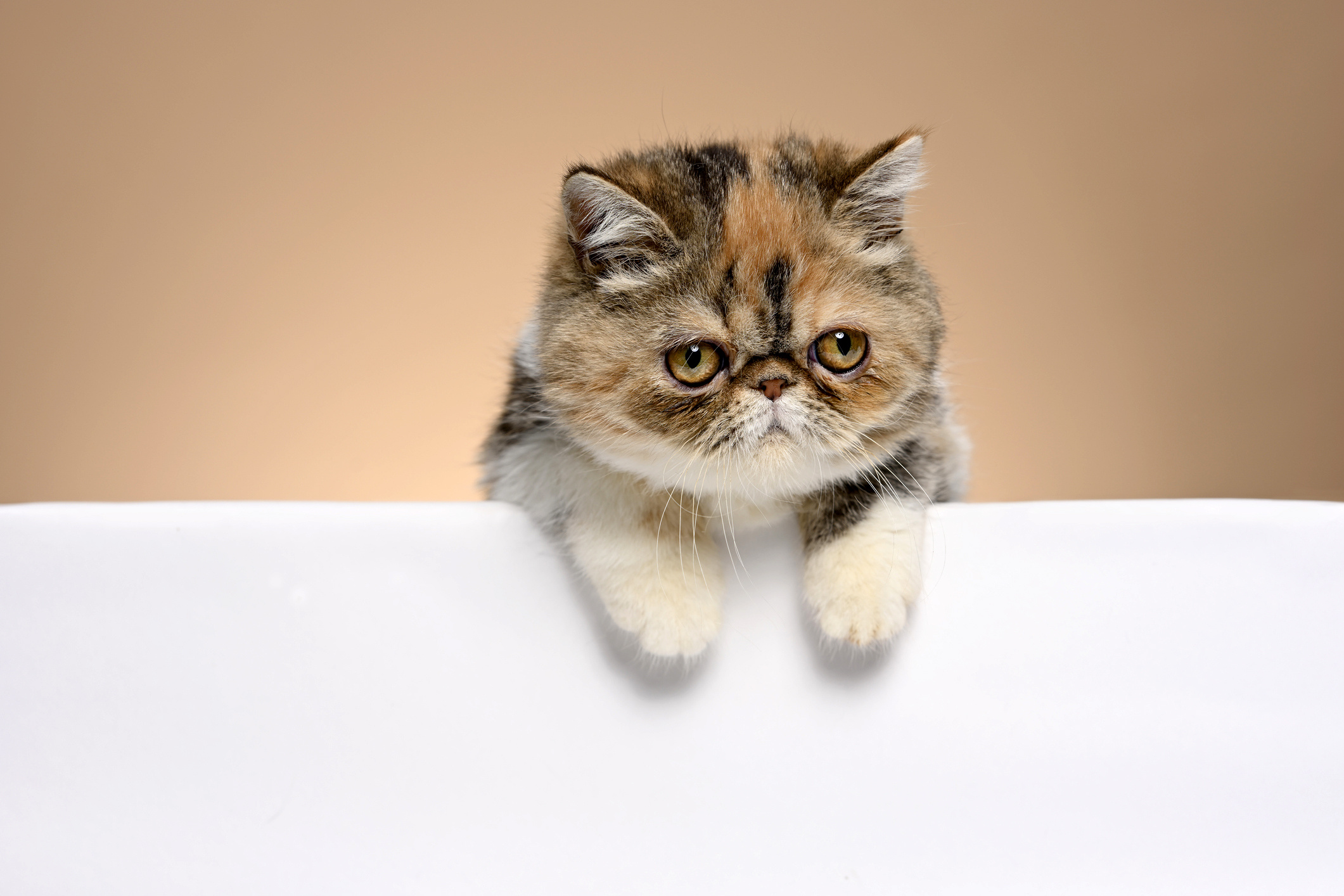 Calico, Exotic Shorthair Cat Wallpaper, 2130x1420 HD Desktop