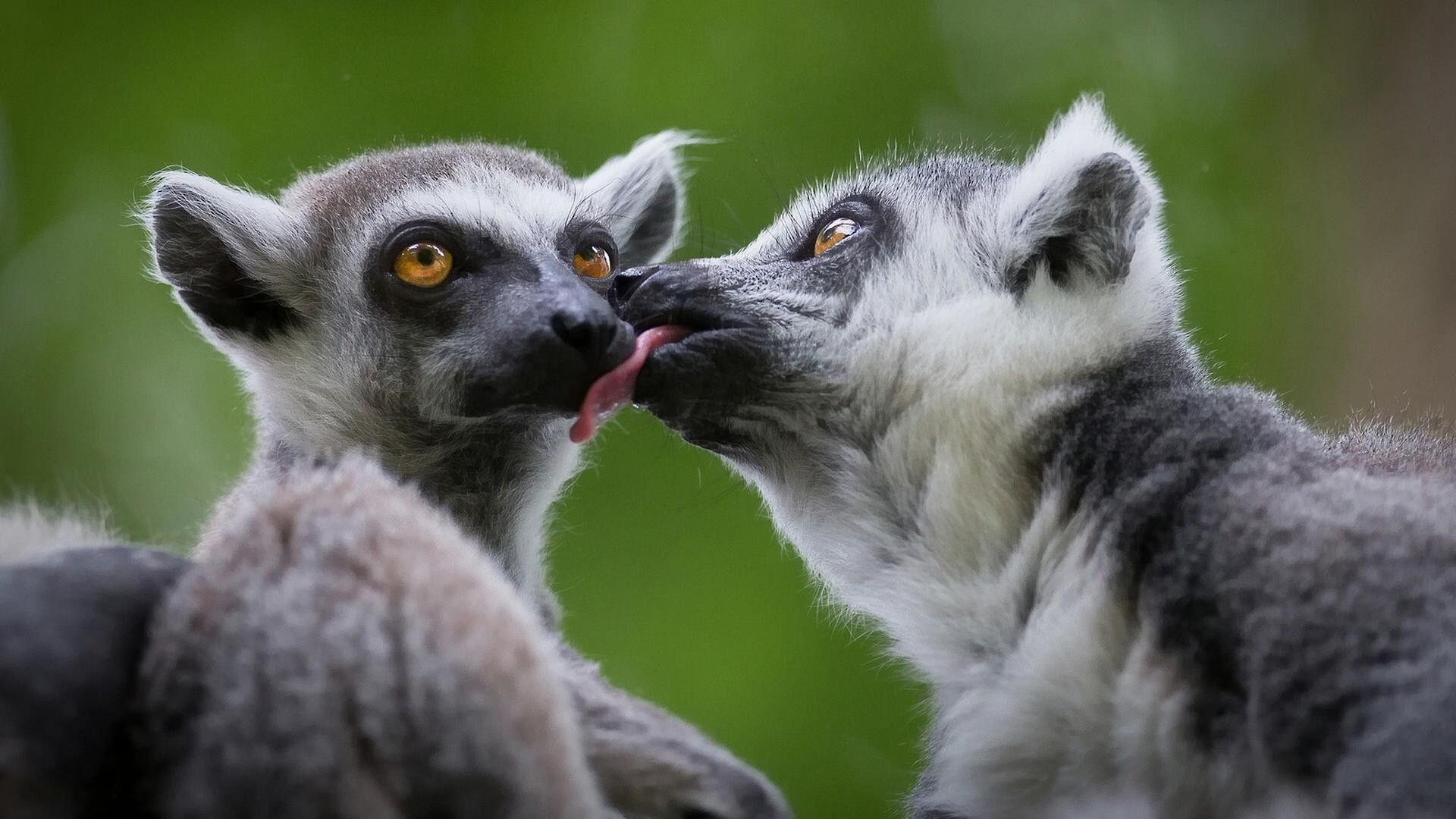 Ring Tailed Lemur, Animals, Cute lemur wallpapers, Top backgrounds, 1920x1080 Full HD Desktop