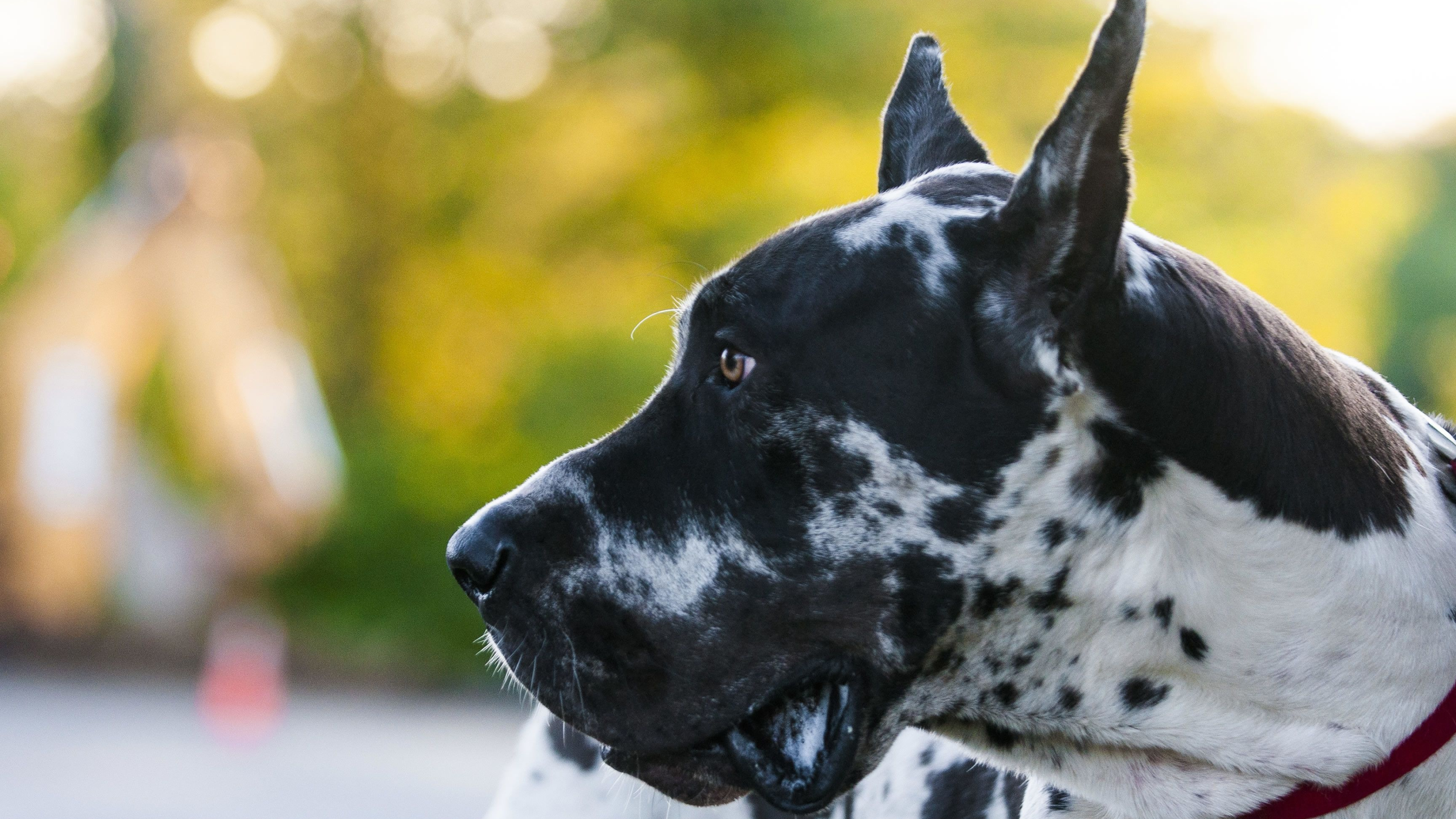 Great Dane, Stunning wallpaper, Best background images, Cool backgrounds, 3840x2160 4K Desktop