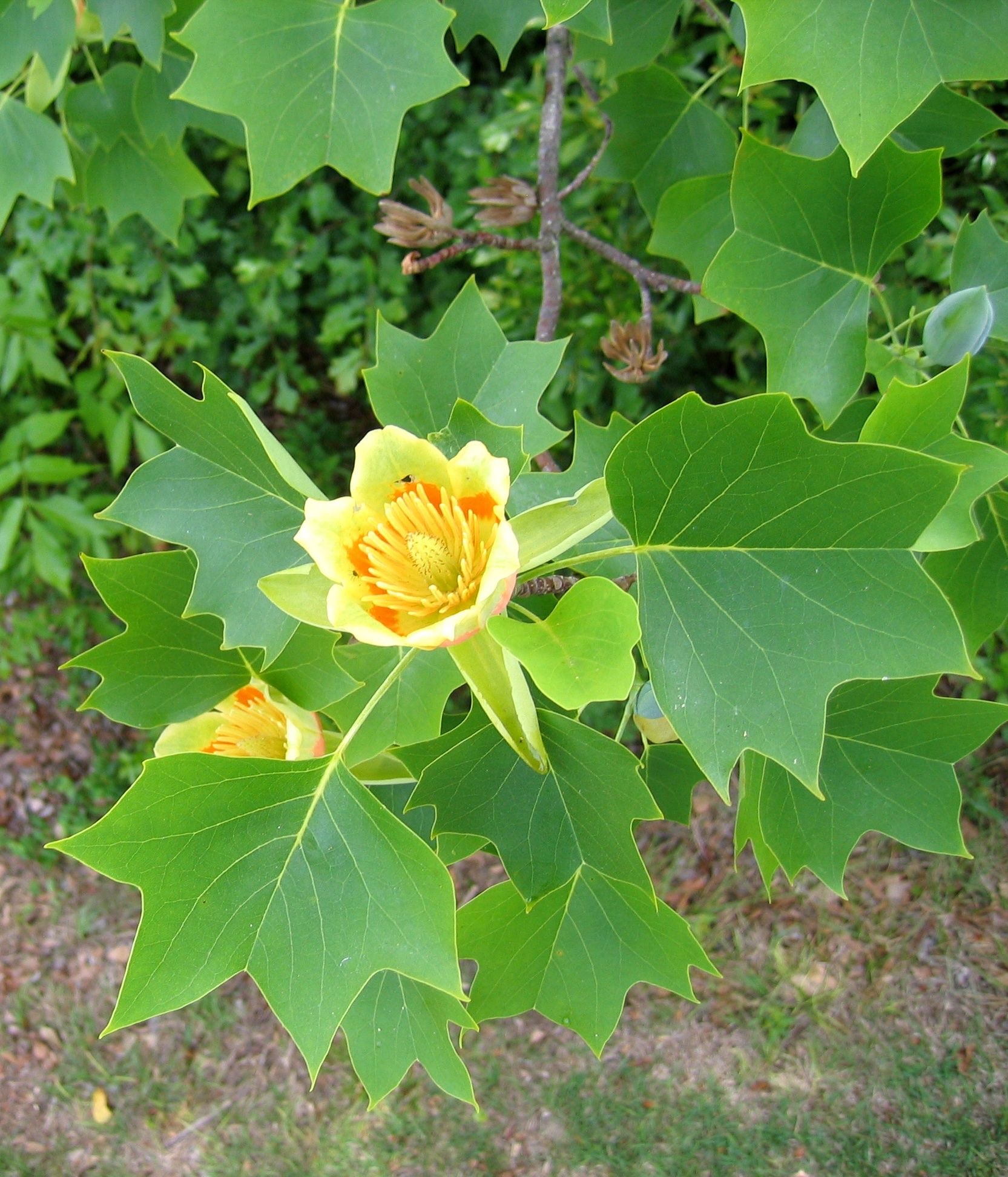 Tulip Tree, Pin Plant Profiles, Fall Nature, 1670x1950 HD Phone