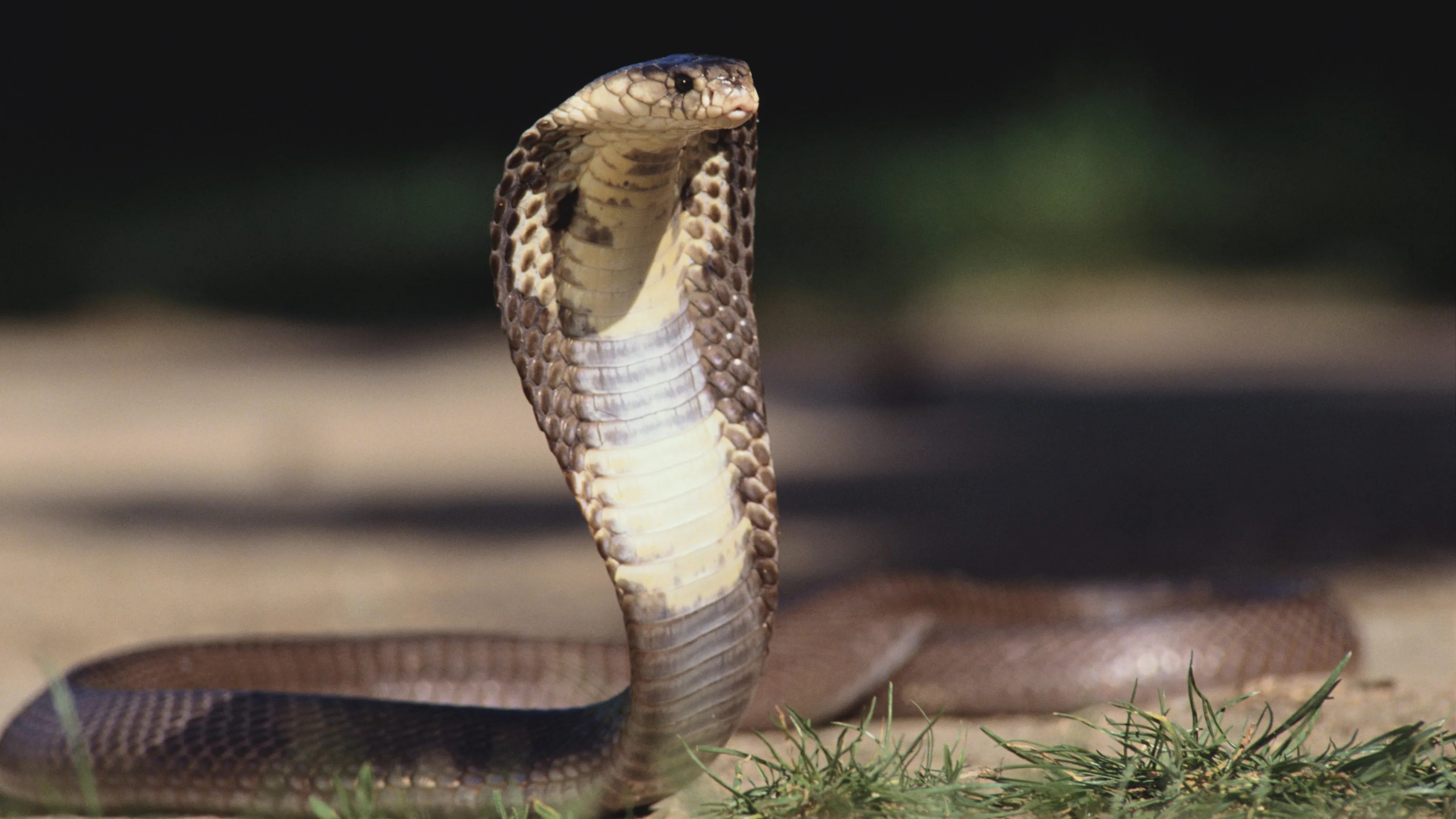 King Cobra, Viral conspiracy theory, Venomous snake, Water supply, 3840x2160 4K Desktop