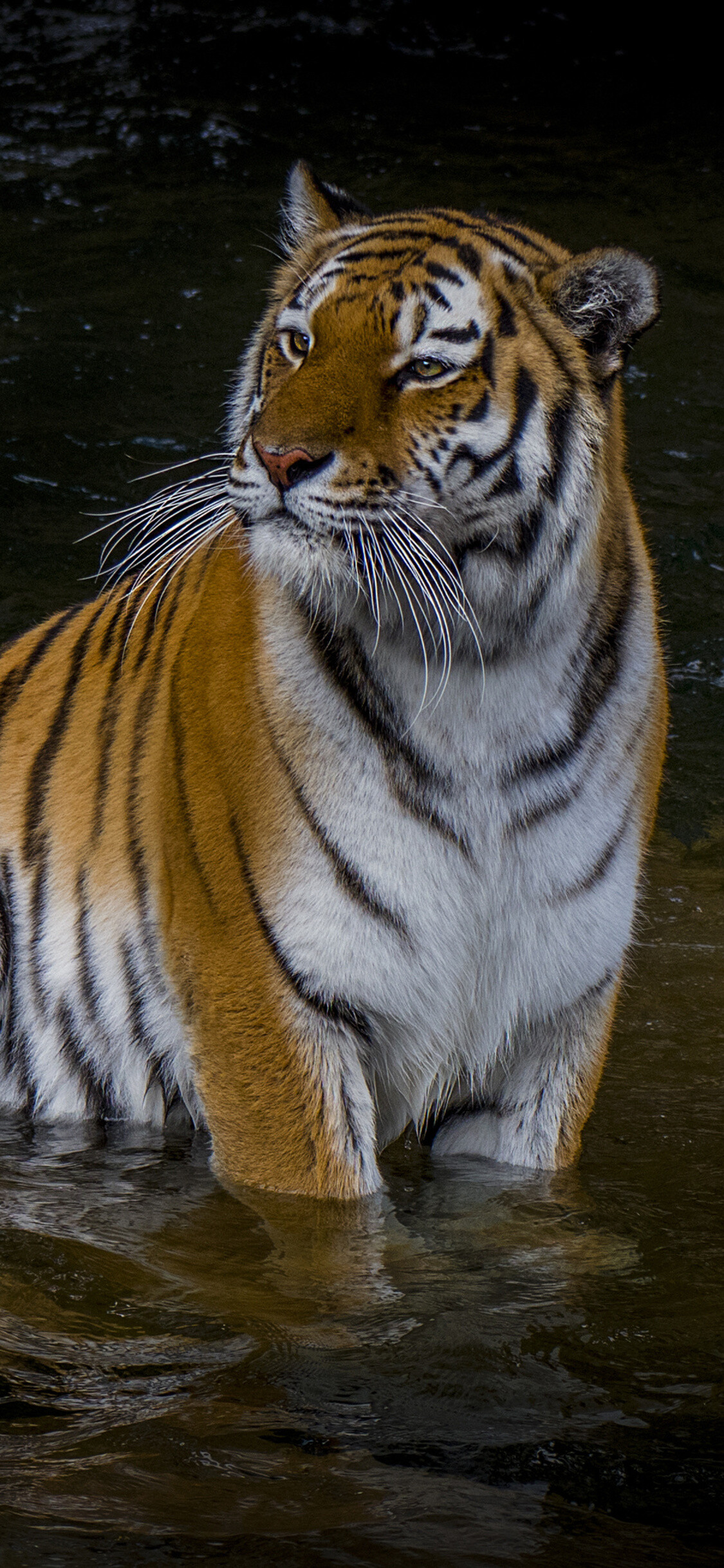 Majestic adult tiger, Exquisite iPhone XS wallpaper, Stunning HD images, Impressive backgrounds, 1130x2440 HD Phone