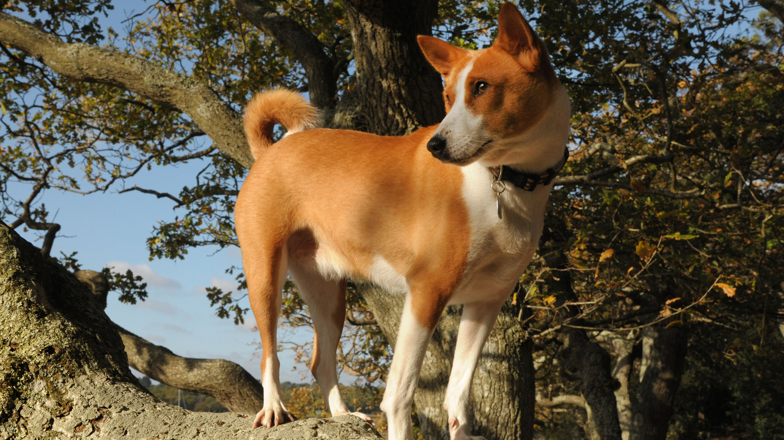 Basenji Dog, Ancient dog DNA, Global spread, The New York Times, 3000x1690 HD Desktop