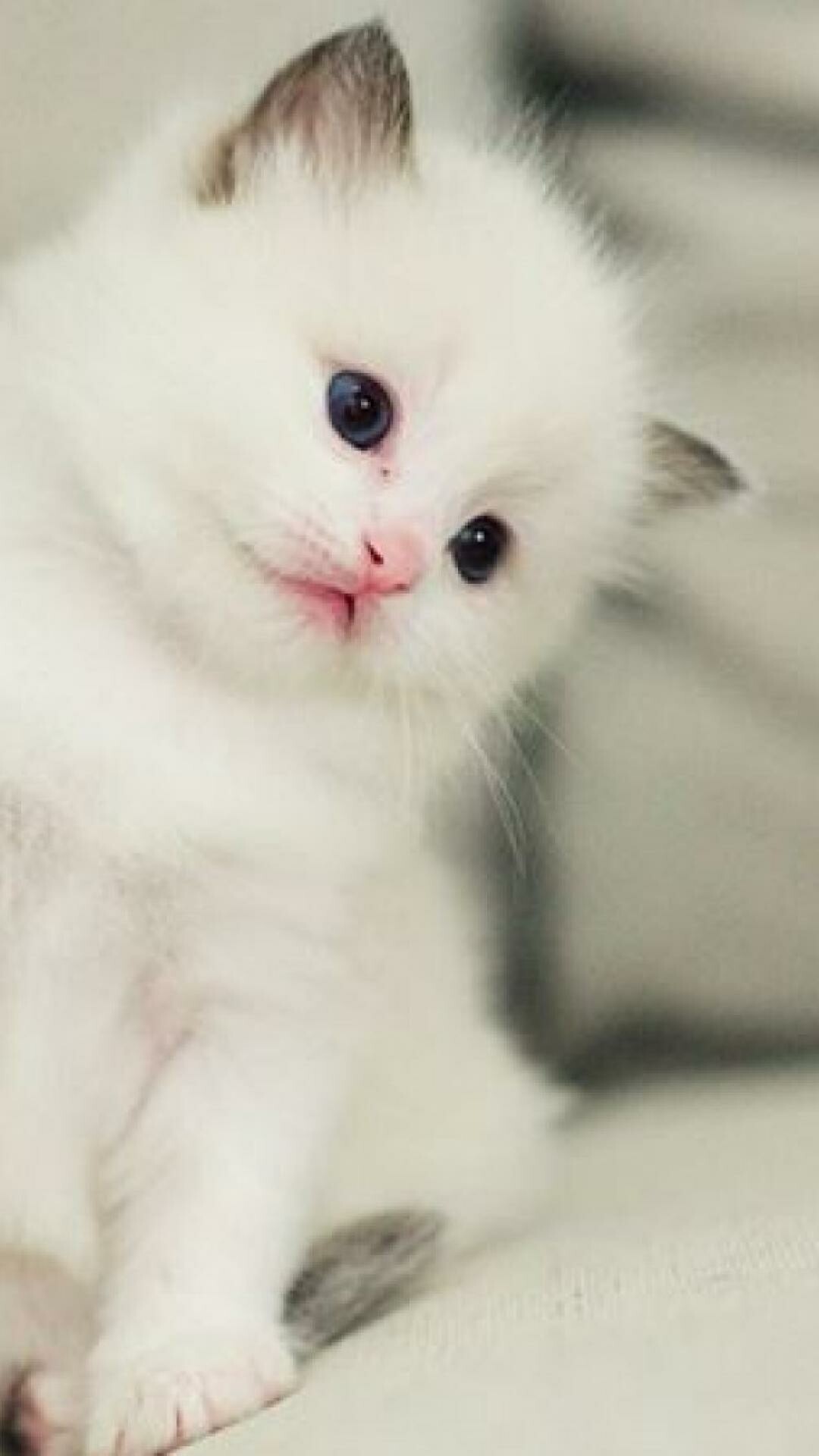 Cute kittens wallpapers for mobile, Lovely feline companions, HD quality, Adorable backgrounds, 1080x1920 Full HD Phone