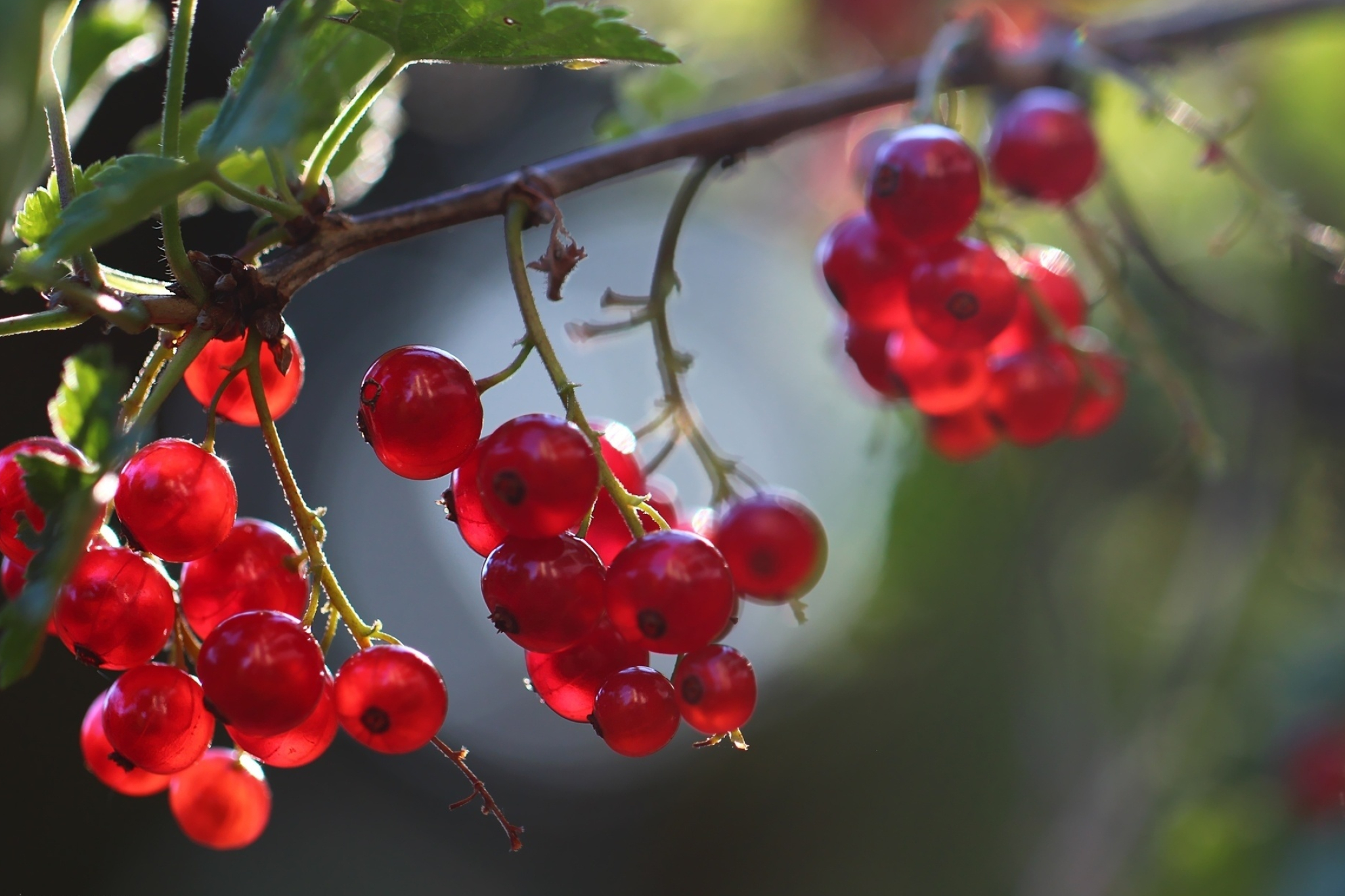 Fruits, Red currants, Full HD wallpapers, 2050x1370 HD Desktop