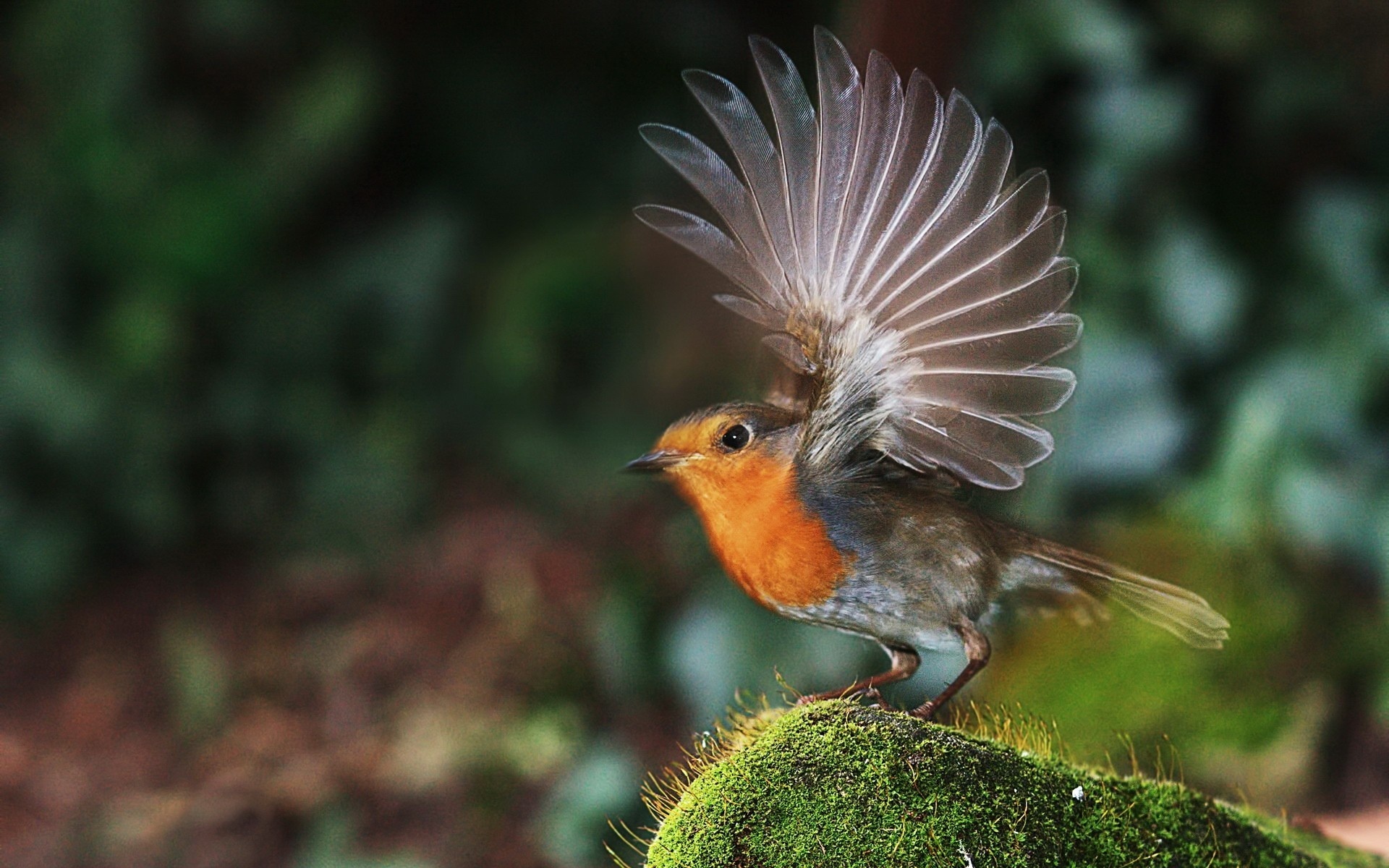 Wings, Robin (Bird) Wallpaper, 1920x1200 HD Desktop