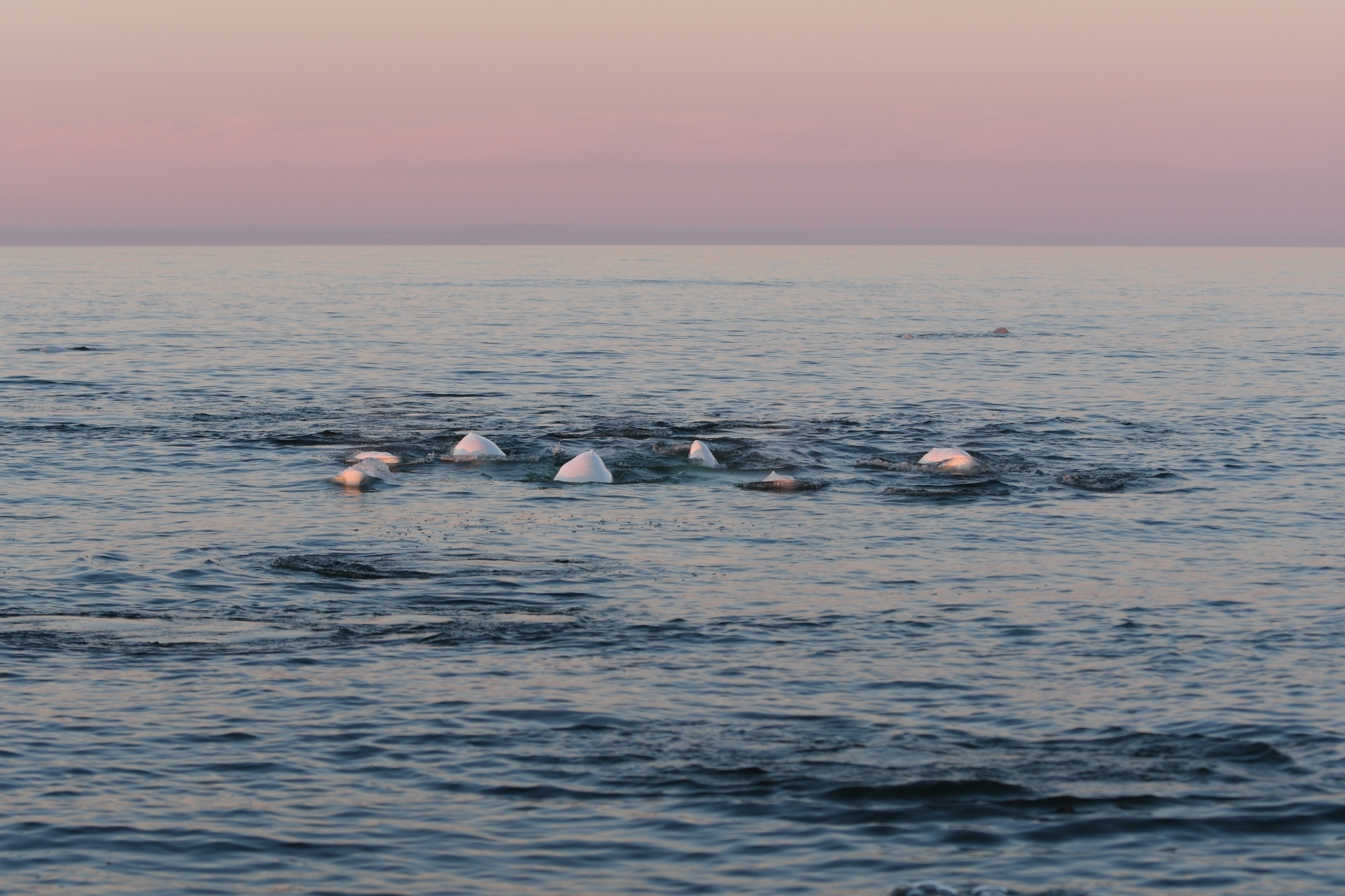 Beaufort Sea, Arctic Ocean, Beluga Whistles, Samatha Simpson, 1920x1280 HD Desktop