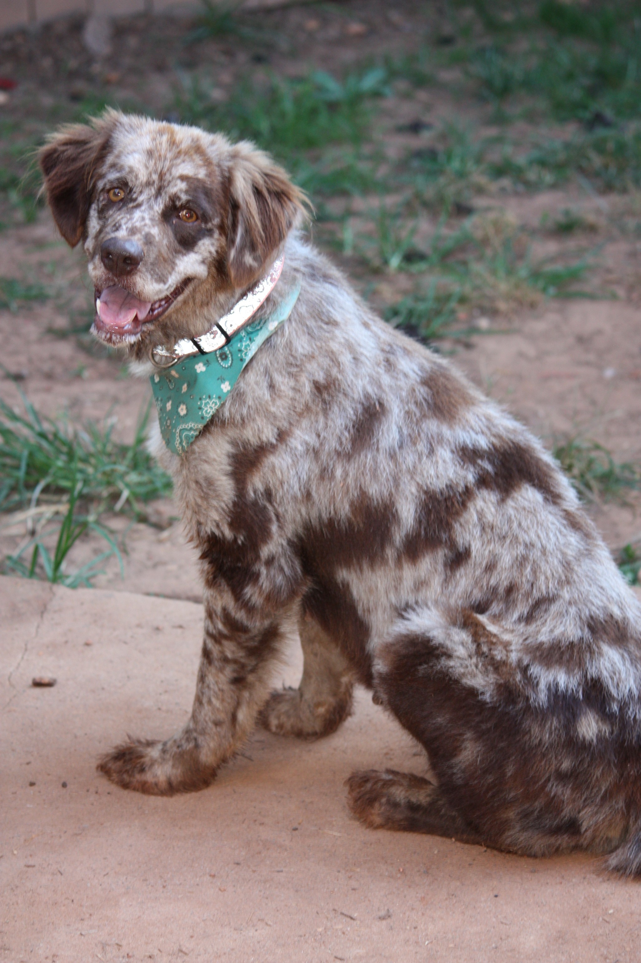 Prince William County, Fancy the pet, Australian Shepherd, Adoption opportunity, 2060x3090 HD Phone