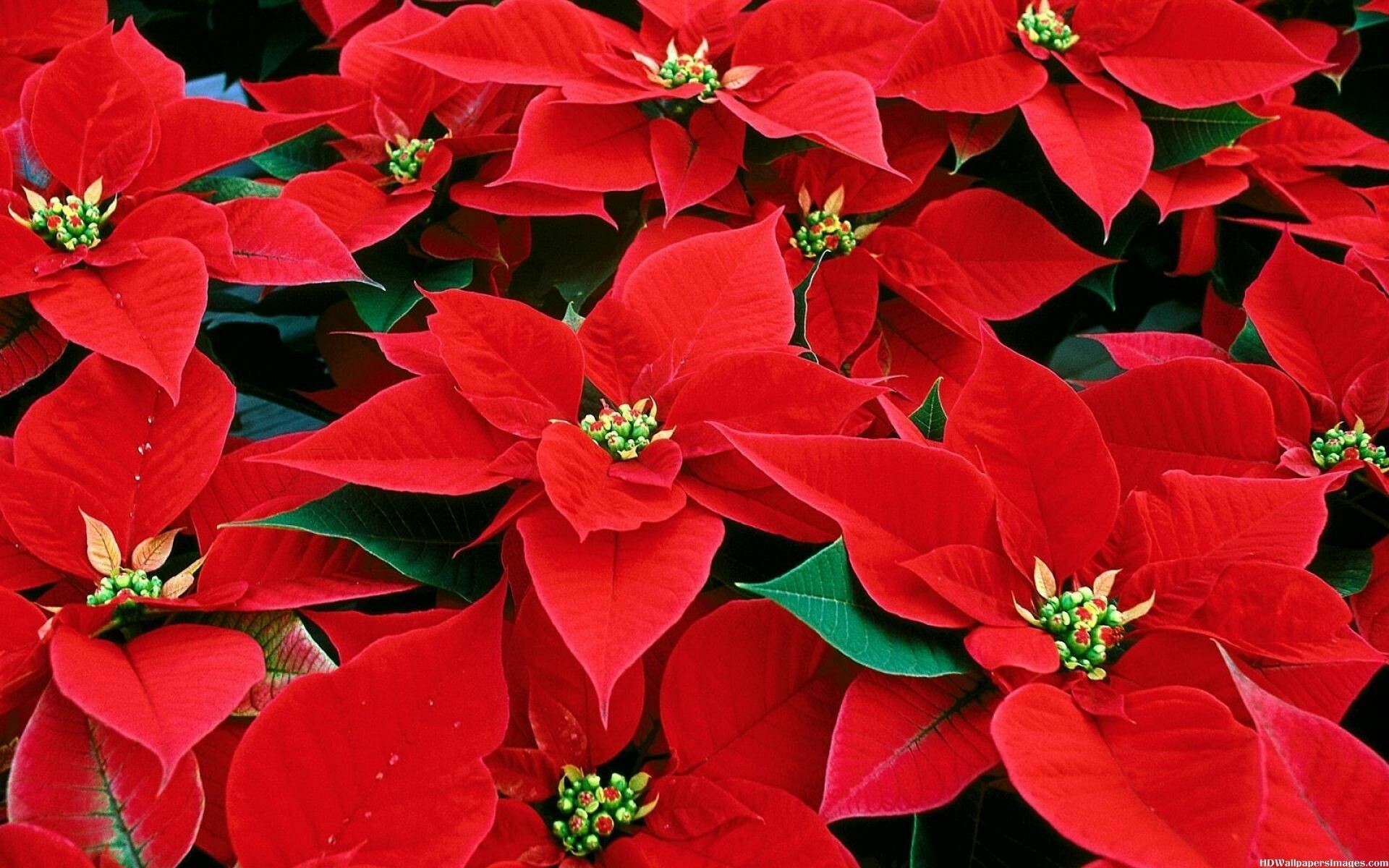 Poinsettia wallpaper, Festive red blooms, Christmas enchantment, Nature's gift, 1920x1200 HD Desktop