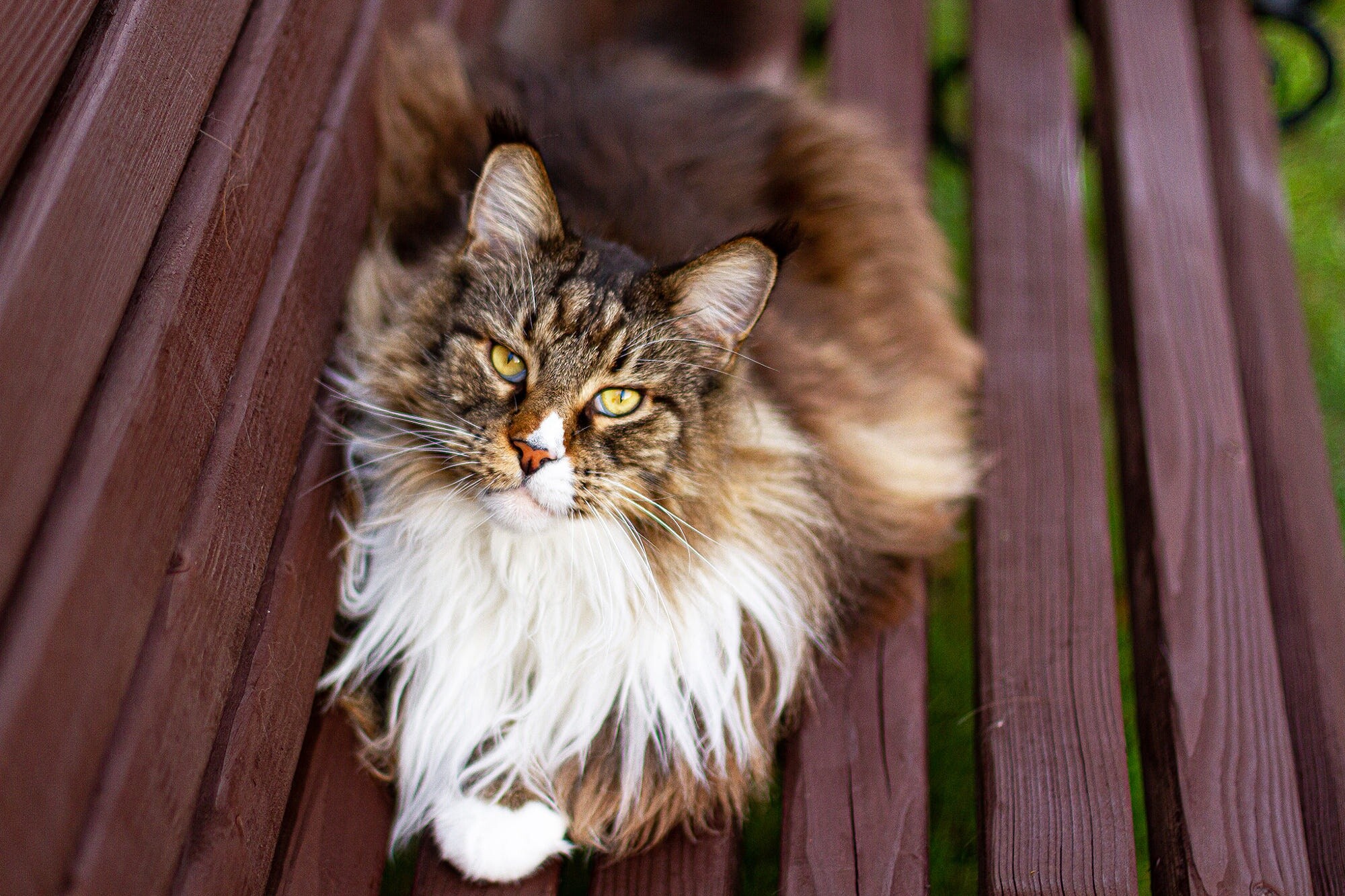 Maine Coon HD wallpaper, Stunning cat photography, Magnificent Maine Coon, Perfect for screens, 2000x1340 HD Desktop