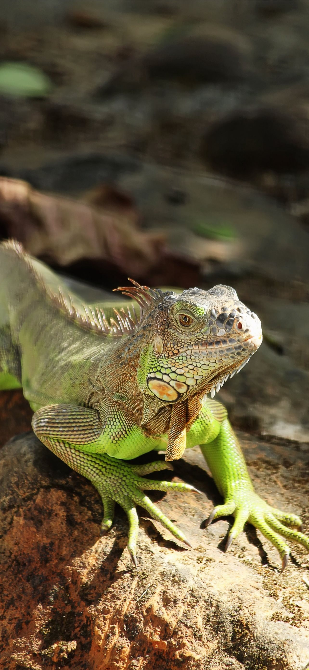 Iguana iPhone wallpapers, High-quality, Download now, Retina display, 1290x2780 HD Phone