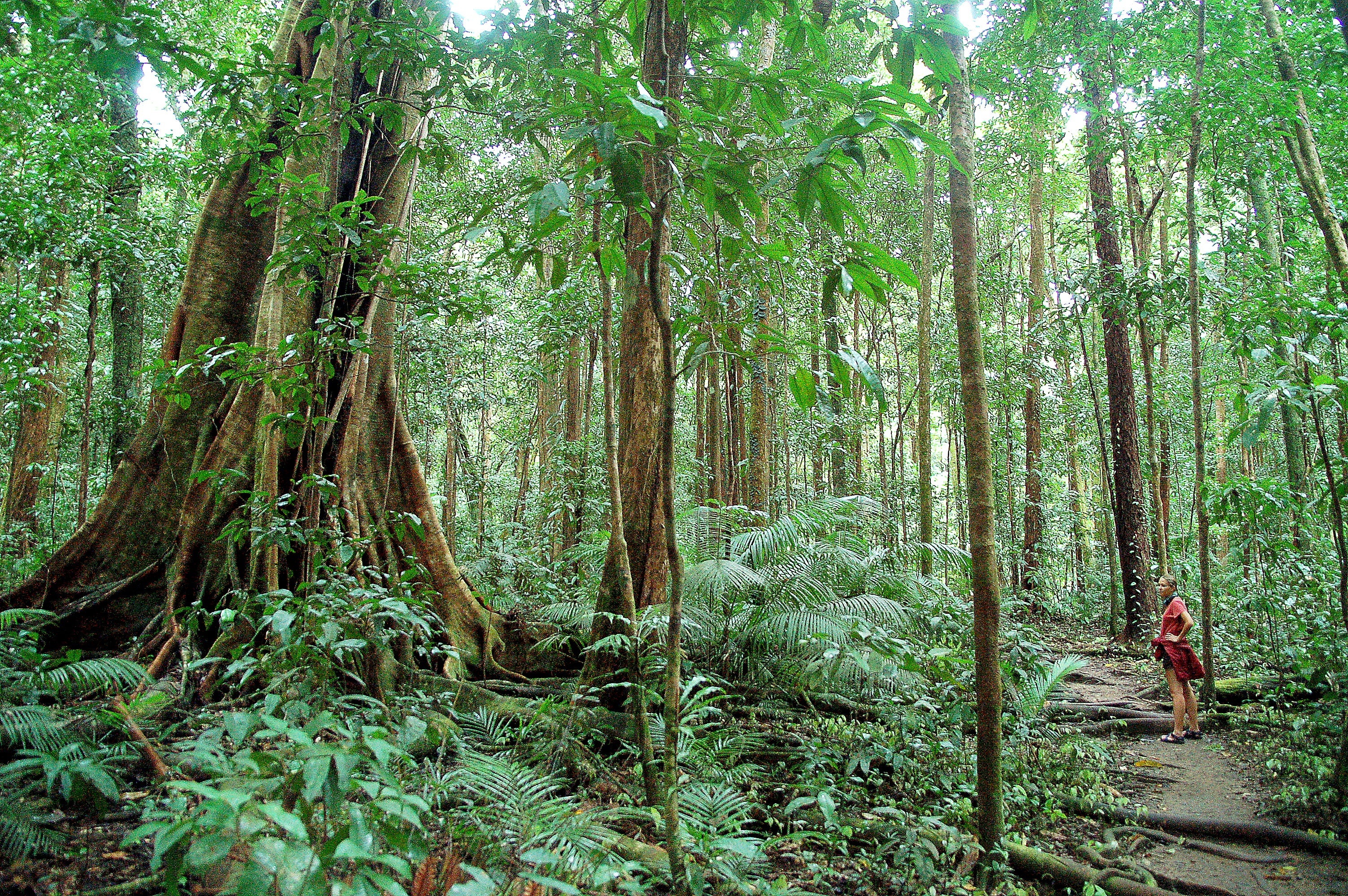 Daintree National Park, Daintree, Reviews, Photos, 3010x2000 HD Desktop