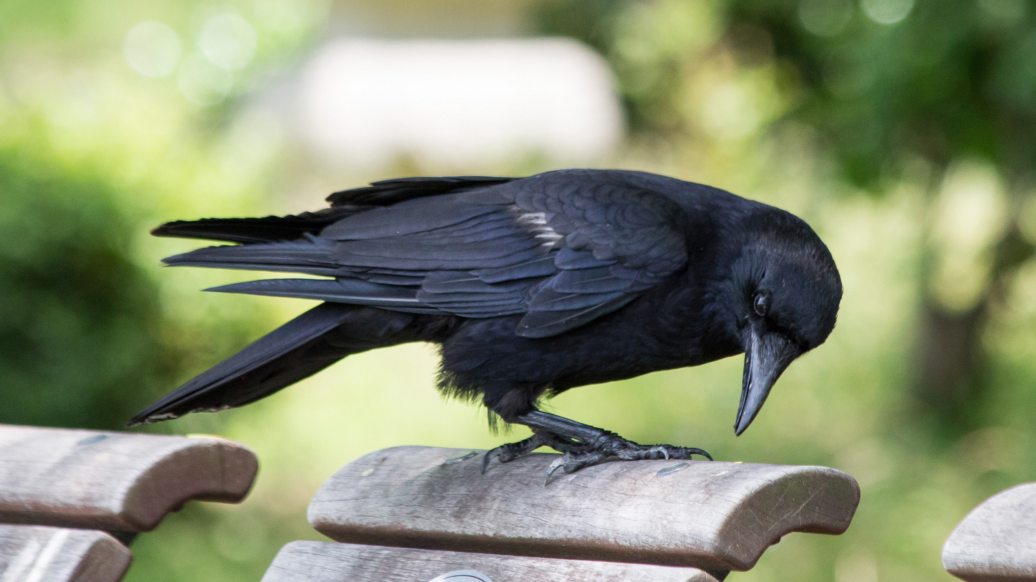 Corvus kubaryi, Crows Wallpaper, 2050x1160 HD Desktop