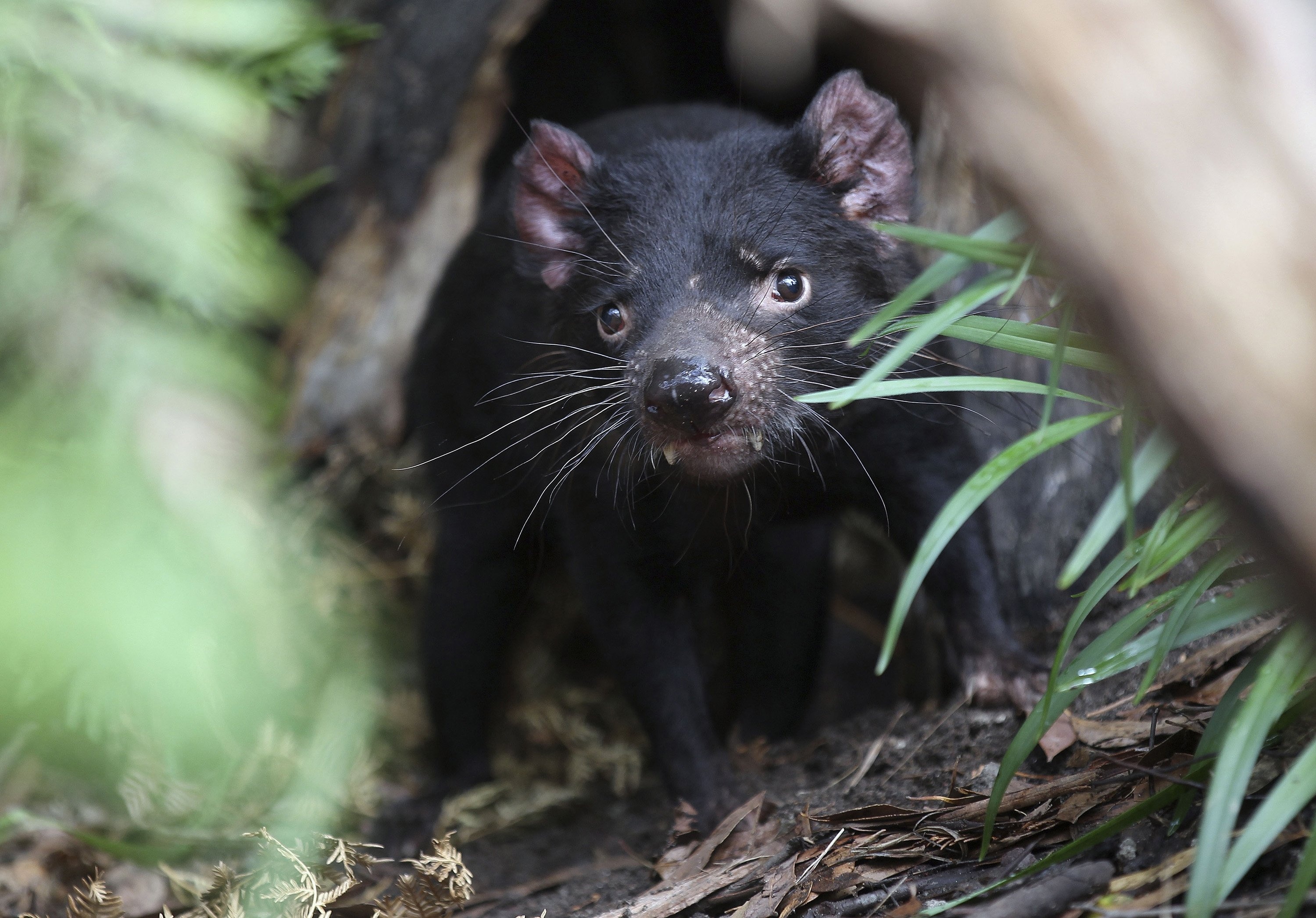 Tasmanian Devil reintroduction, Mainland Australia's Devil population, Ancient Tasmanian species, Wildlife conservation, 3000x2100 HD Desktop