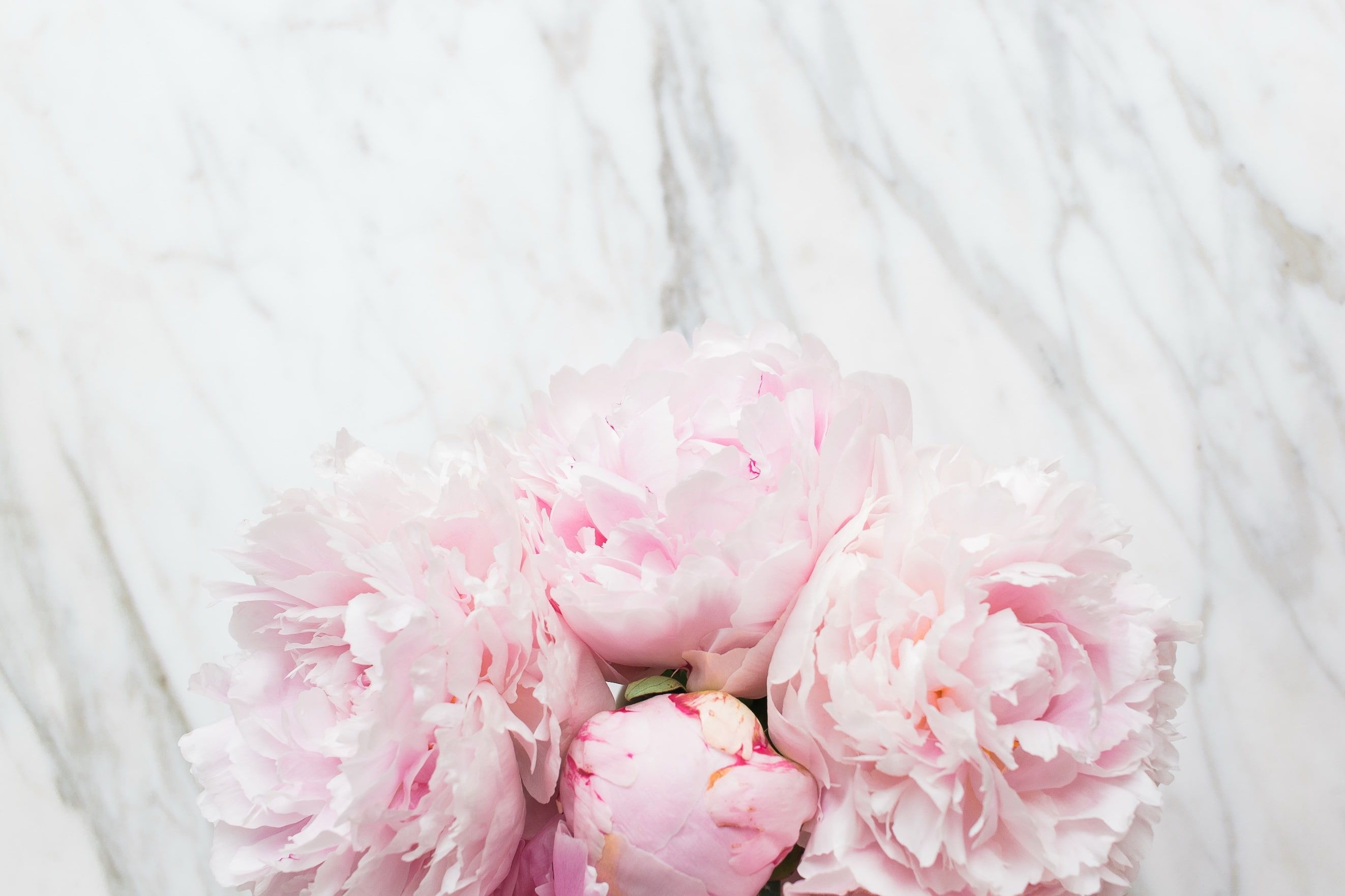 Blush pink peony heads, White marble slab backdrop, Ruffled layered petals, HD Desktop wallpaper