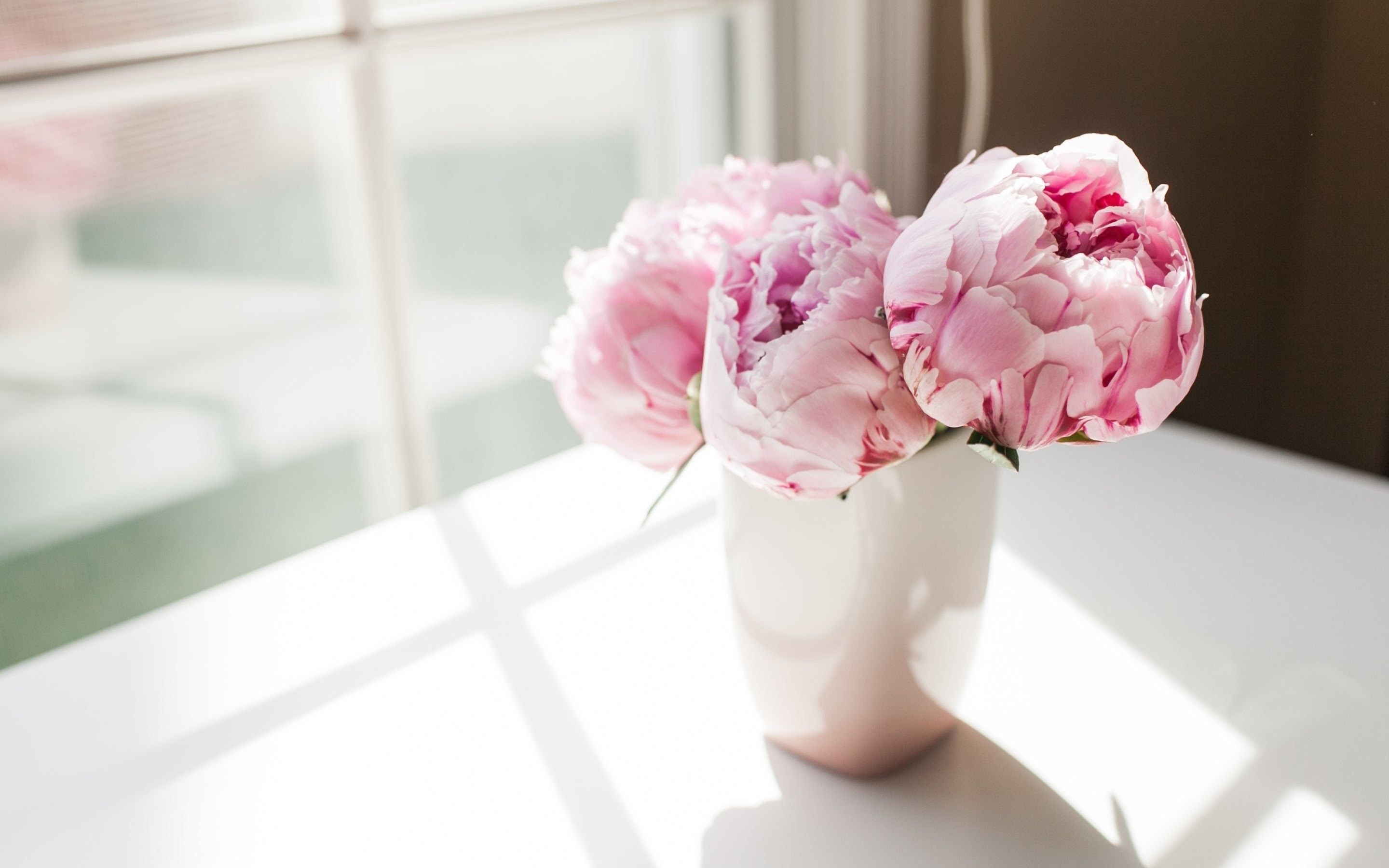 Pink peony trio, White ceramic vase, Sunlit white table, HD Desktop wallpaper