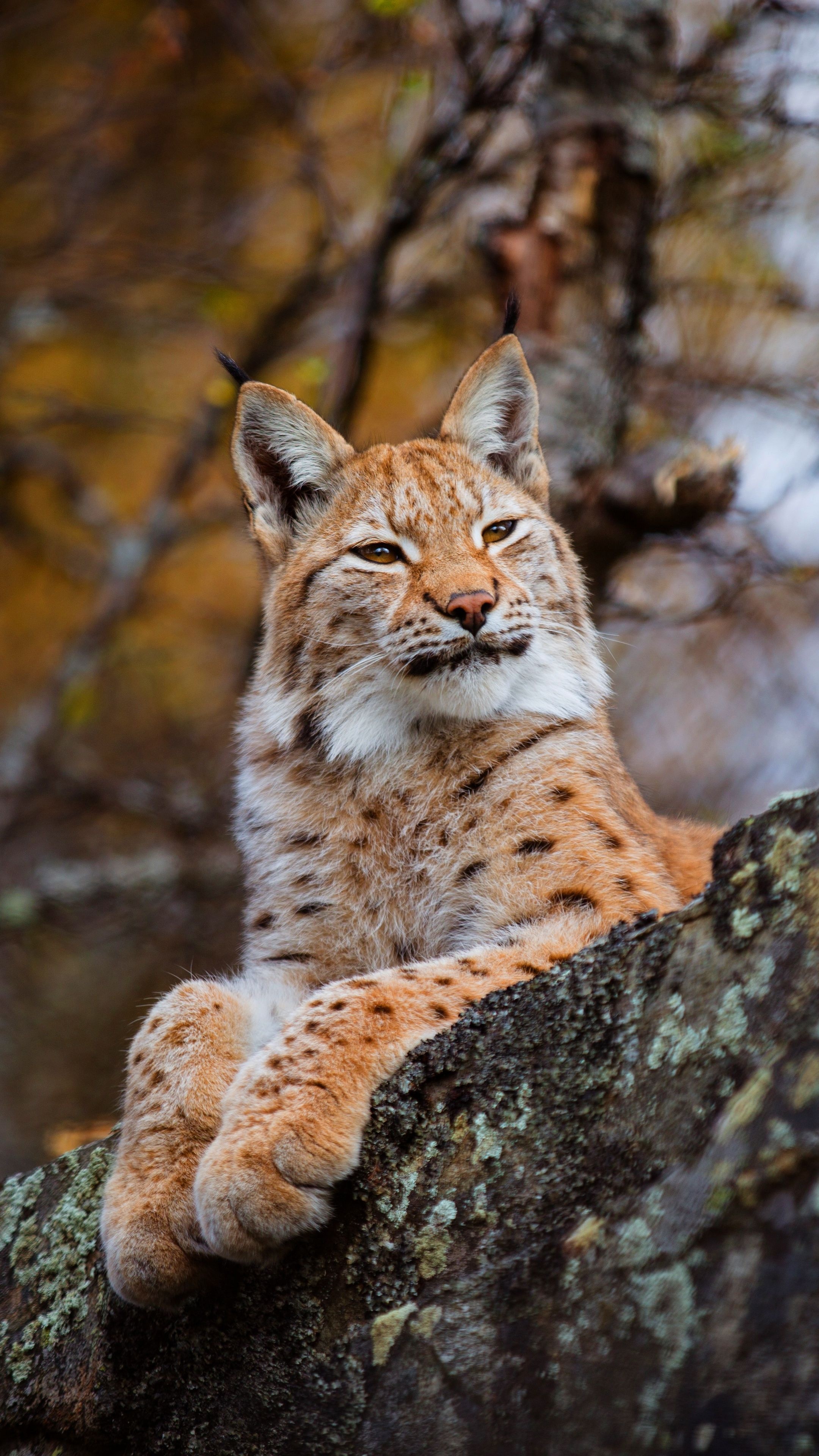 Lynx wallpapers, Elusive beauty, Snowy habitat, Graceful movements, 2160x3840 4K Phone