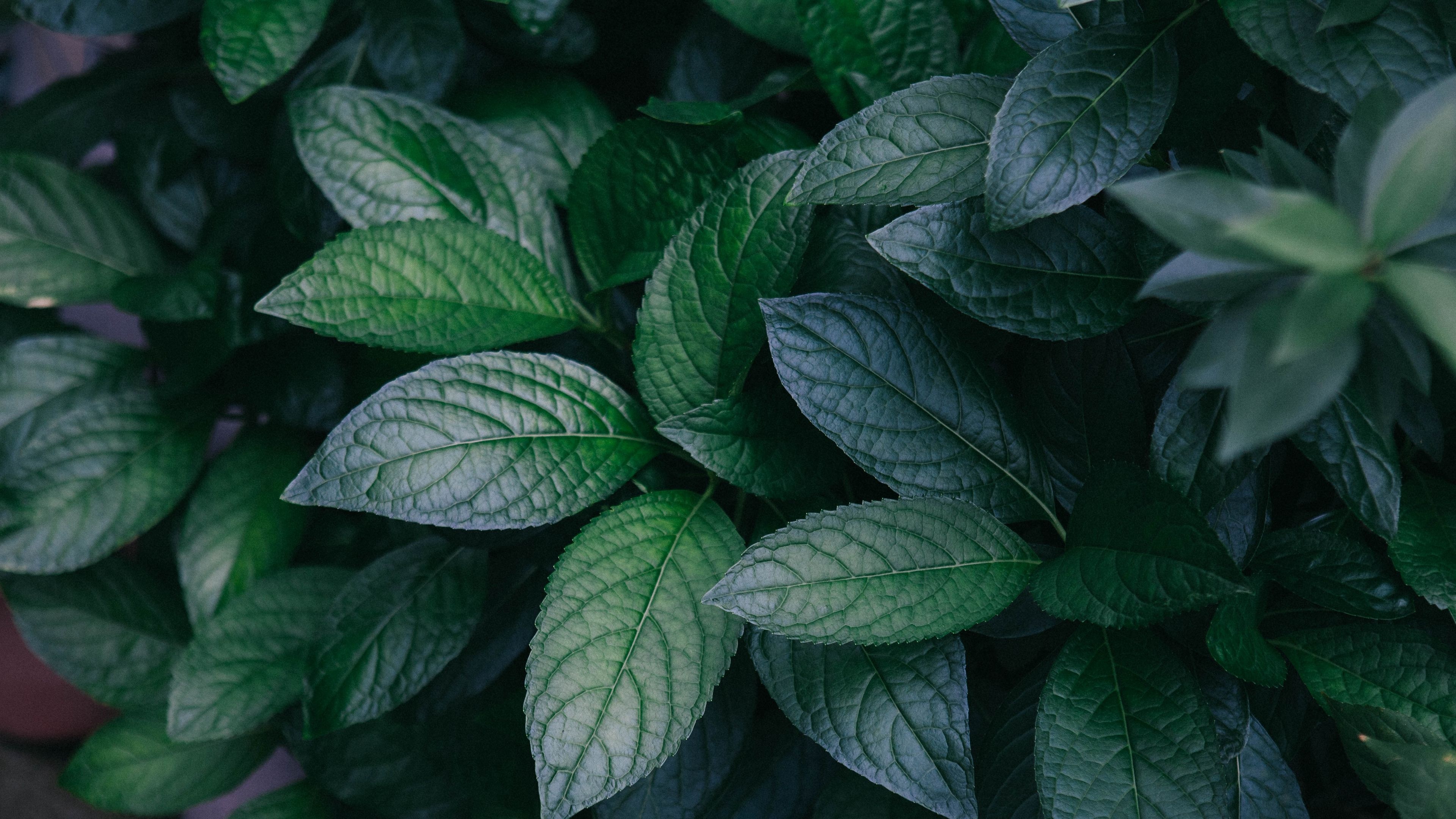 Dark green leaves, Desktop wallpapers, Nature's tranquility, Leafy greens, 3840x2160 4K Desktop