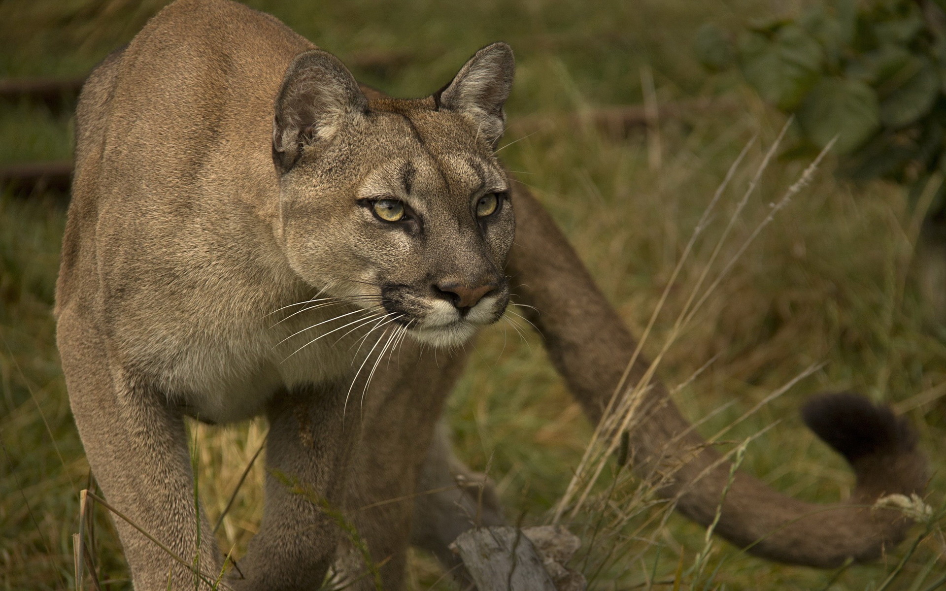 Cougar, Wildlife wallpapers, Remarkable visuals, Wildcat enthusiasts, 1920x1200 HD Desktop