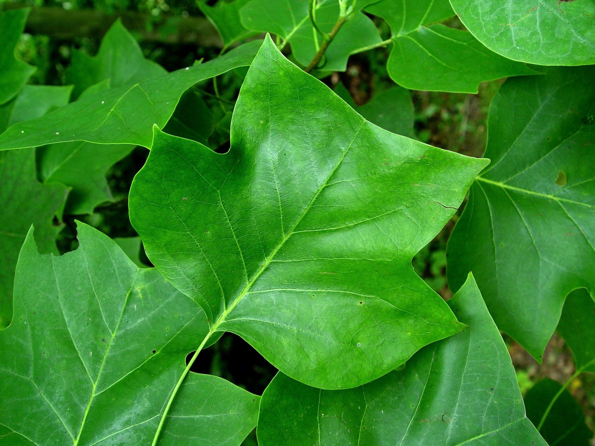 Tulip Poplar Tree, Gardening Q&A, George Weigel, 2050x1540 HD Desktop