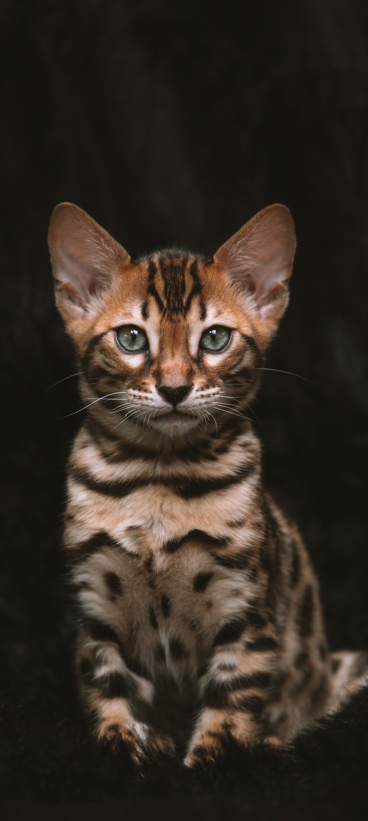 Cute Bengal cat, About wild animals, Playful and adventurous, Graceful movements, 1190x2650 HD Phone