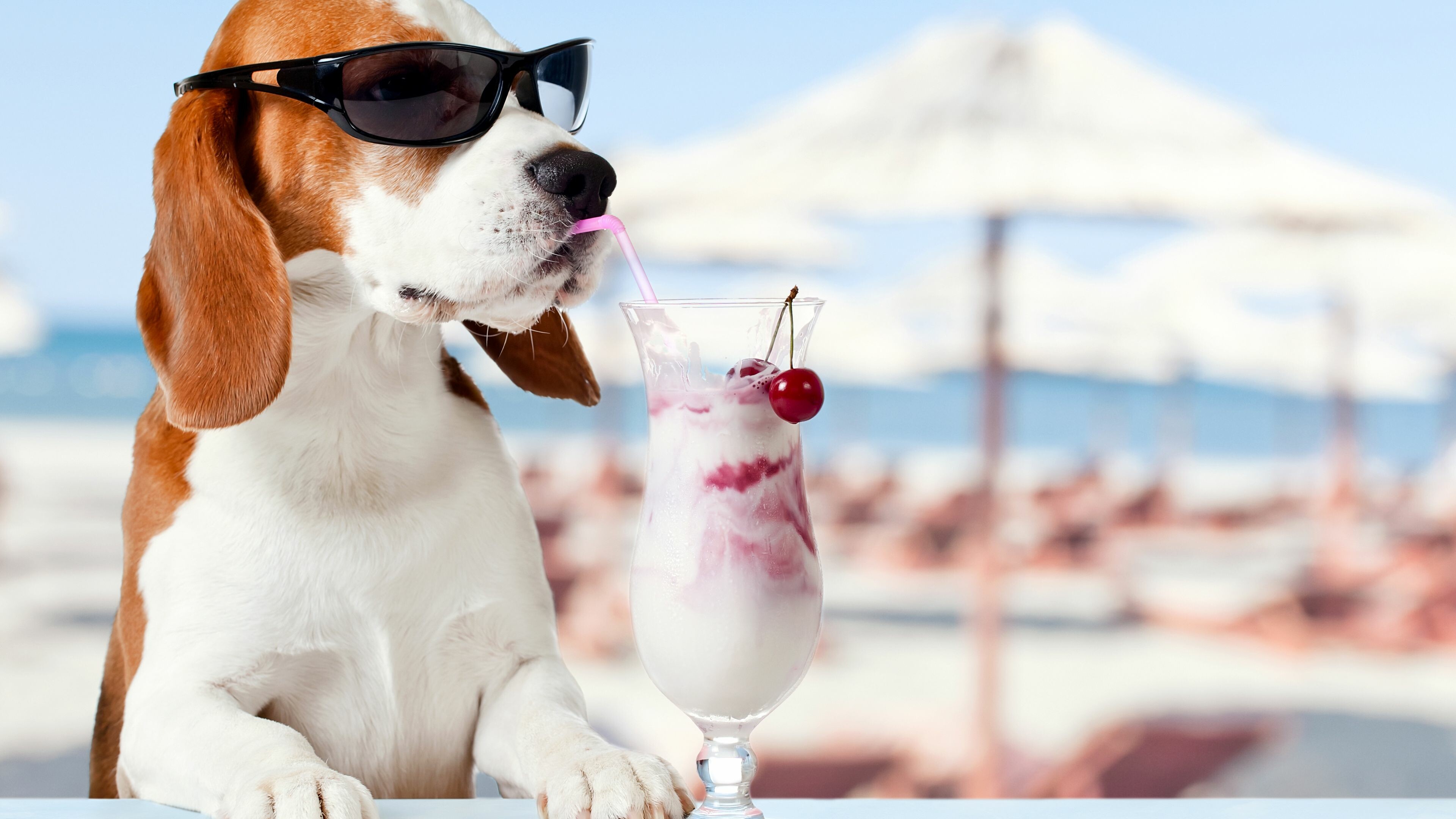 Cocktail, Beagles Wallpaper, 3840x2160 4K Desktop