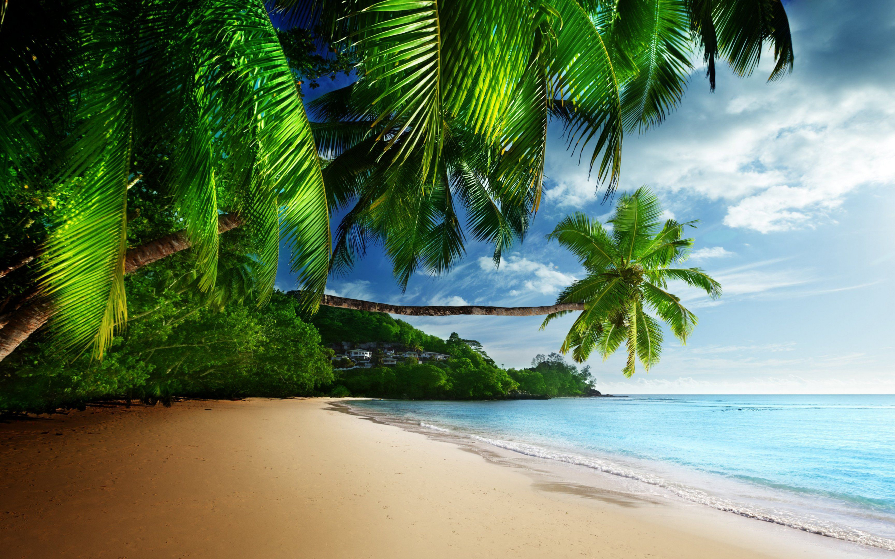Leaning coconut palm tree, Tropical sandy beach shoreline, Turquoise ocean water, HD Desktop wallpaper