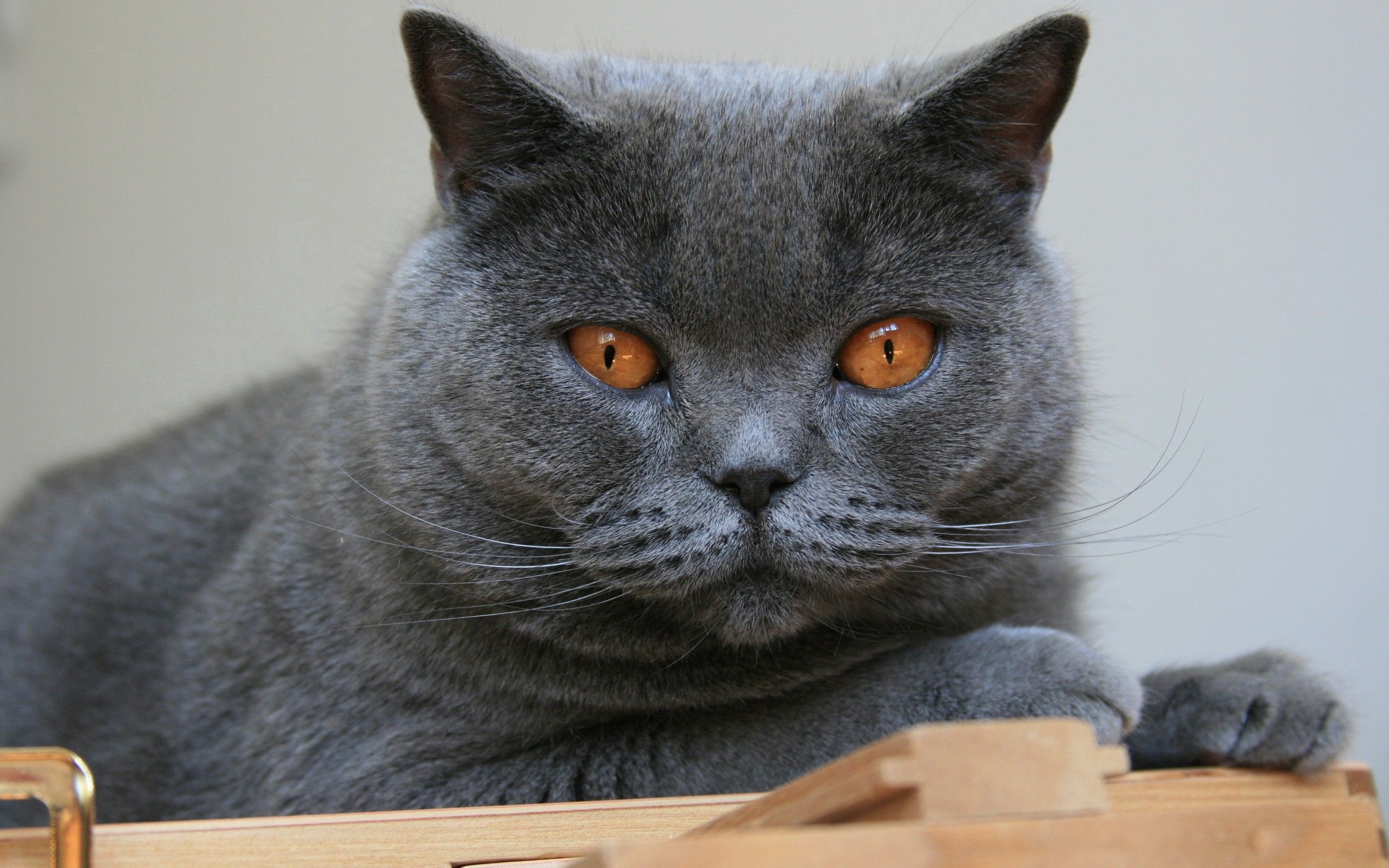 Chartreux Cat, Beloved feline, Chartreux breed, Cat charm, 2560x1600 HD Desktop