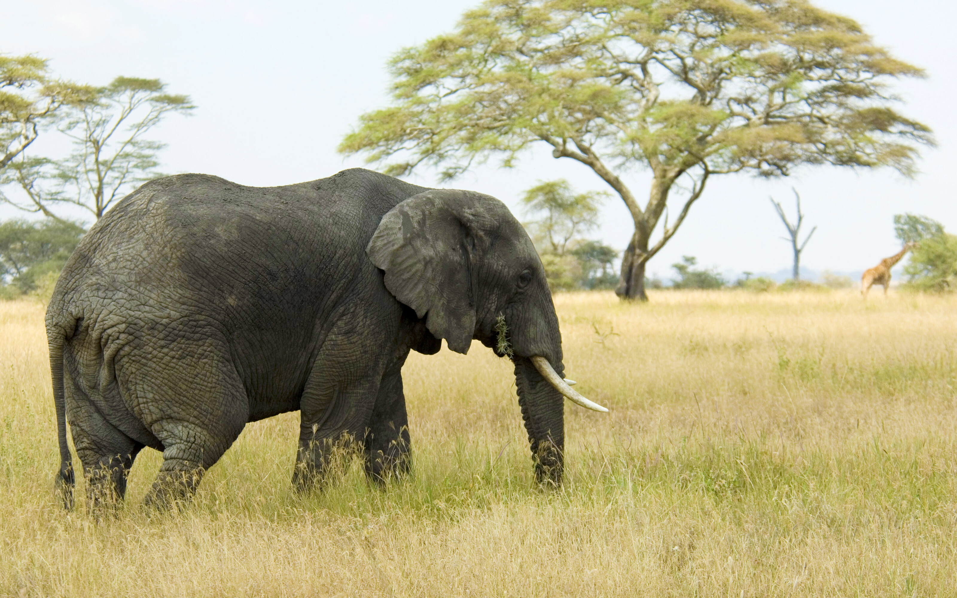 Lion and elephant, Mac OS X wallpaper, Wildlife harmony, Captivating image, 3200x2000 HD Desktop