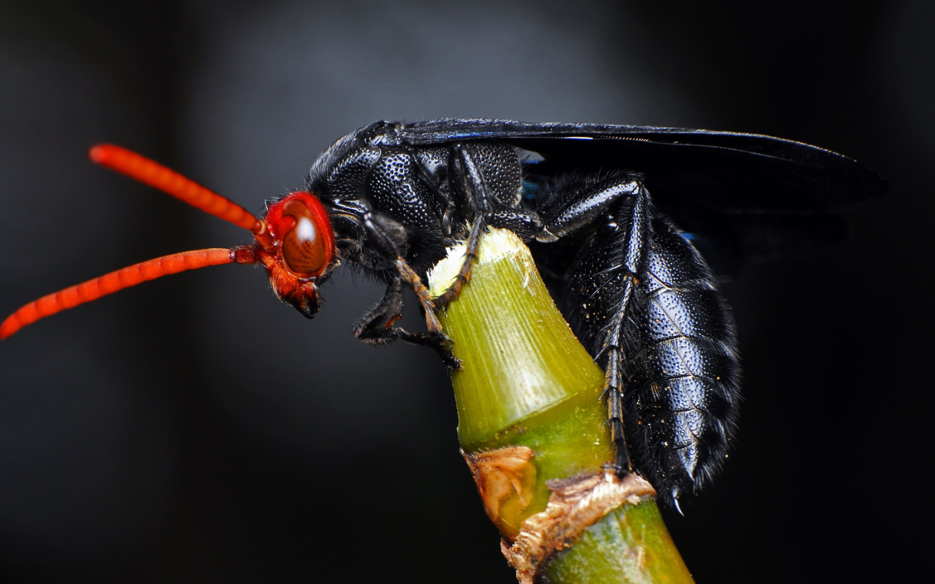 Austroscolia, Insects Wallpaper, 1920x1200 HD Desktop
