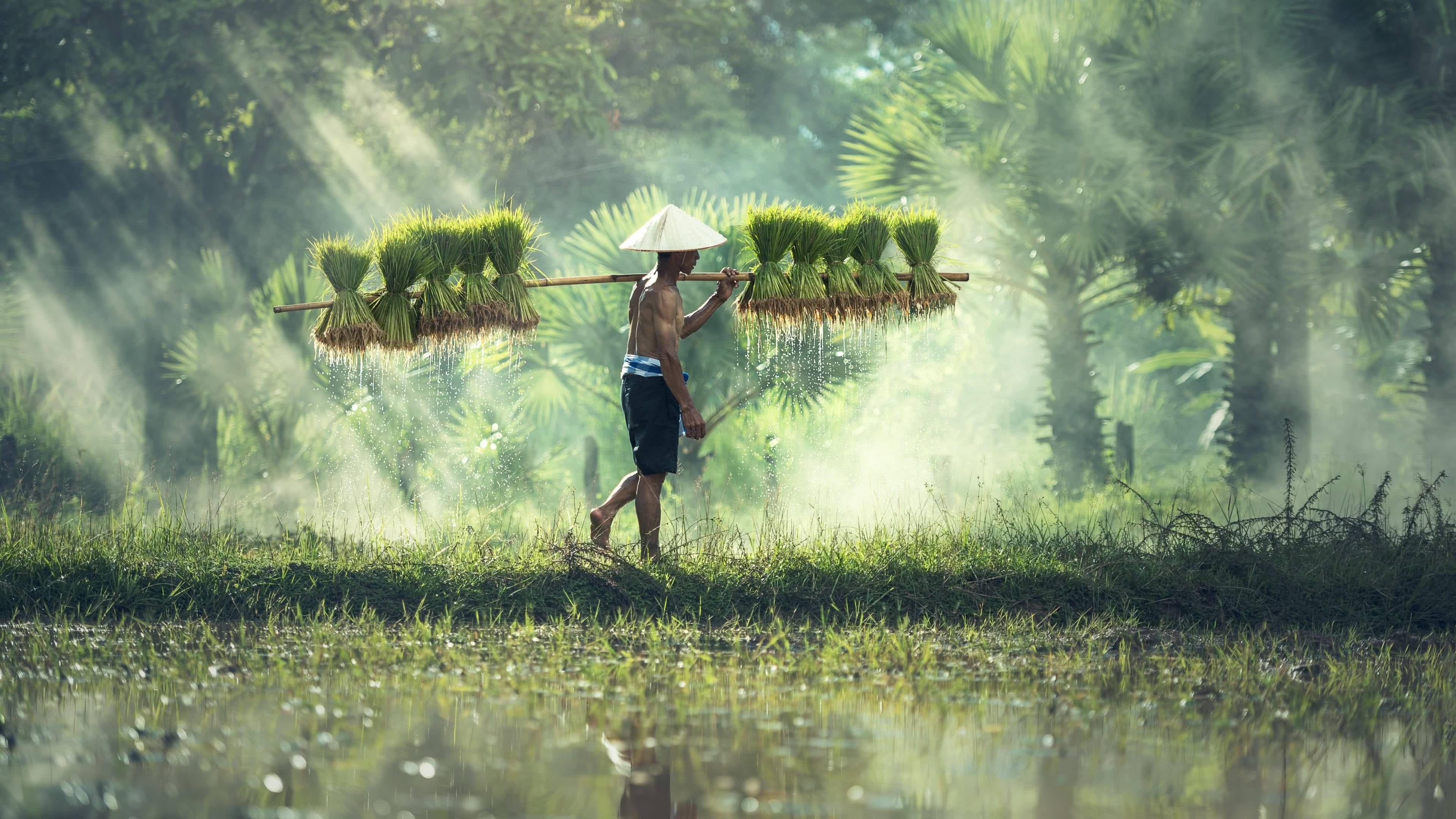 Rice filed, Farms Wallpaper, 3840x2160 4K Desktop