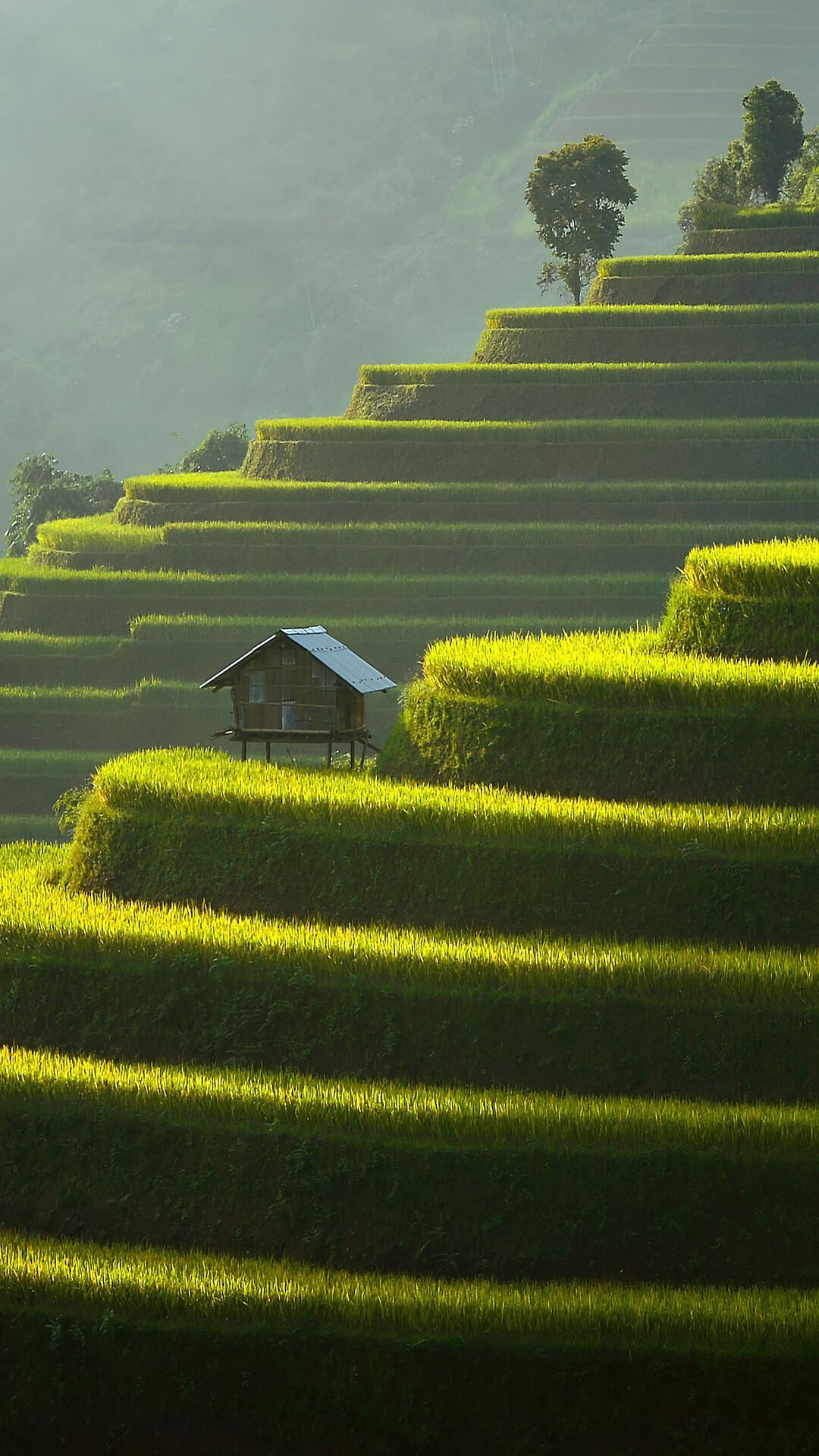 Rice terraces, Farms Wallpaper, 1080x1920 Full HD Phone