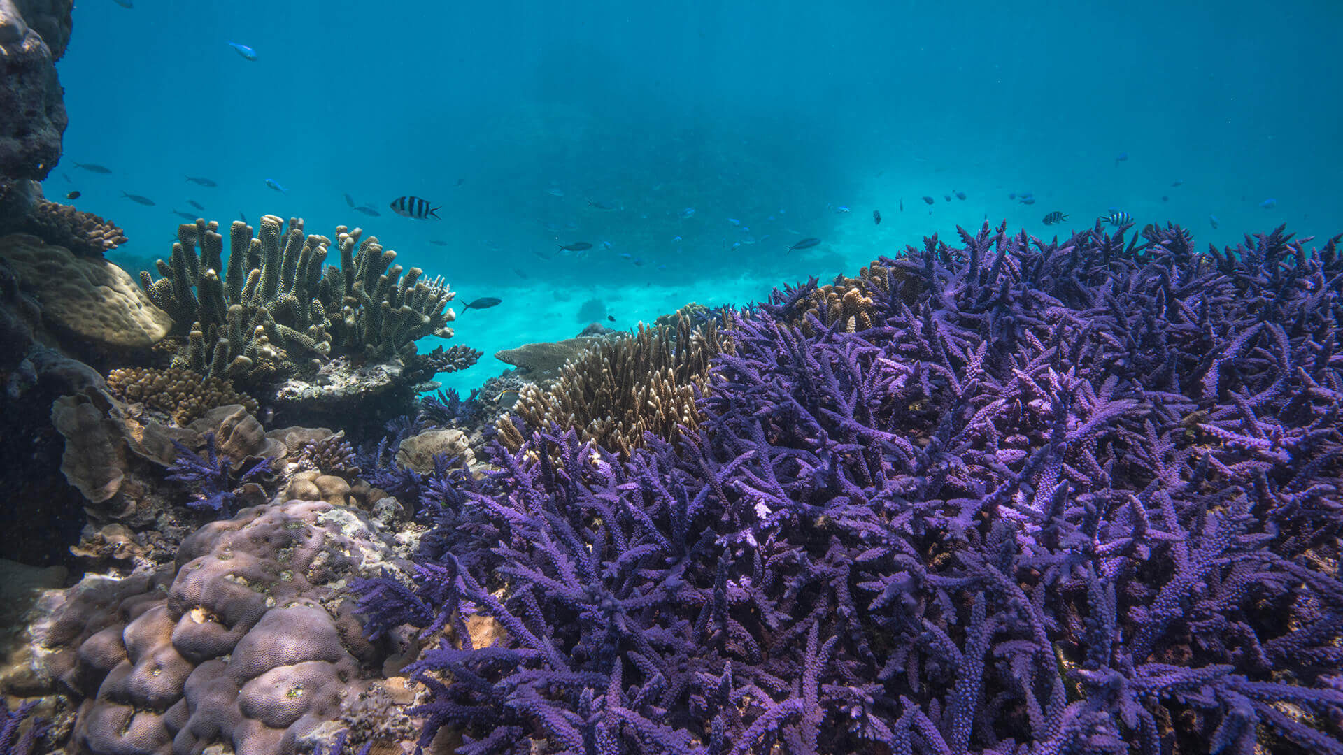 Coral reef rescue initiative, Homepage, 1920x1080 Full HD Desktop