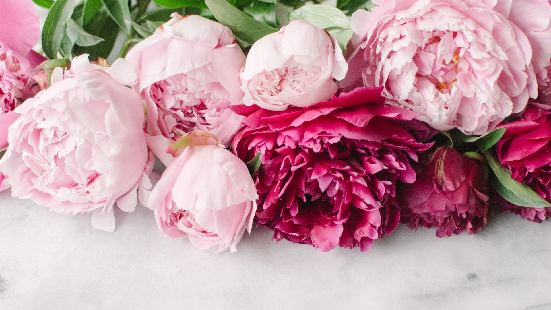 Pale pink peony blooms, Deep magenta peonies, White marble surface, Green peony leaves, Full HD Desktop wallpaper