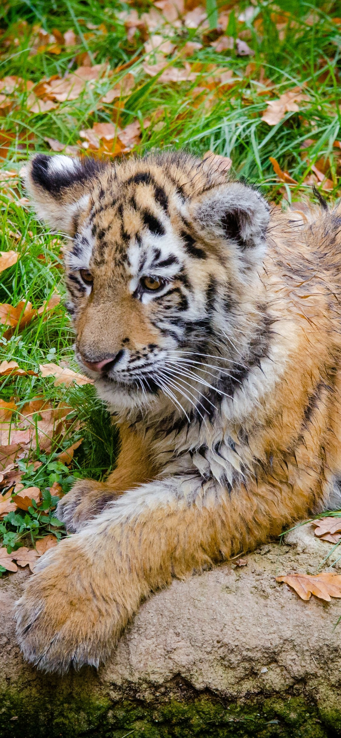 Tiger cub lying down, Grass predator, iPhone wallpaper, X device, 1130x2440 HD Phone