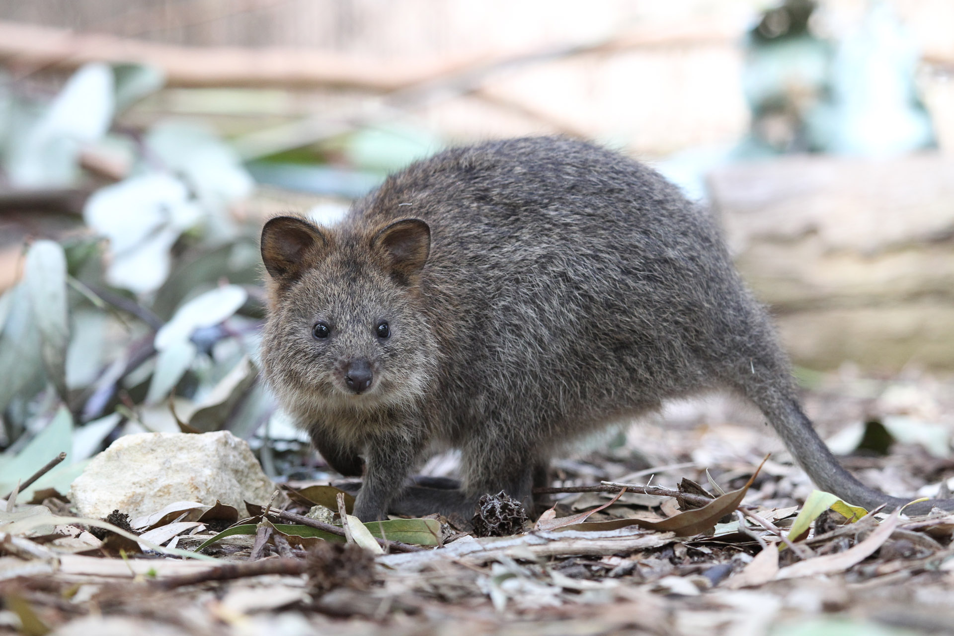 Quokka encounter, Perth Zoo attraction, Up-close with quokkas, Animal conservation, 1920x1280 HD Desktop