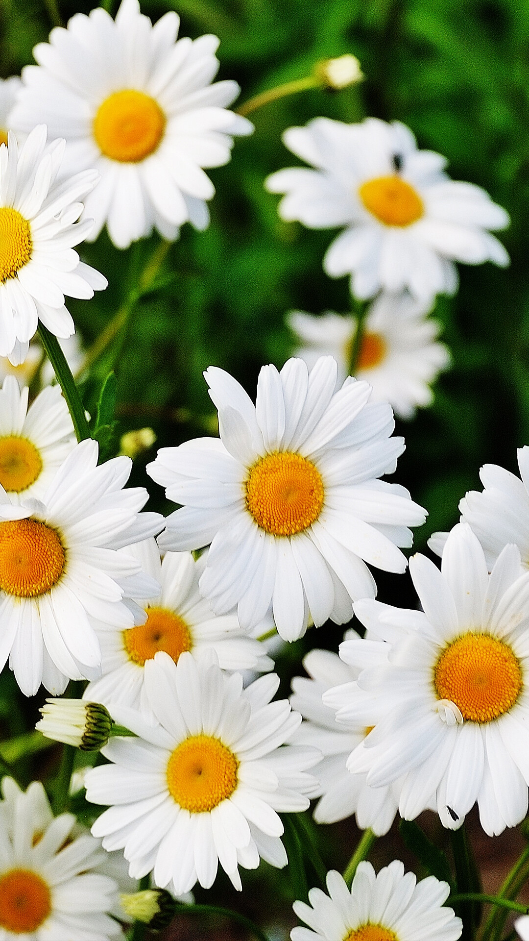 Common Daisy, Daisies Wallpaper, 1080x1920 Full HD Phone