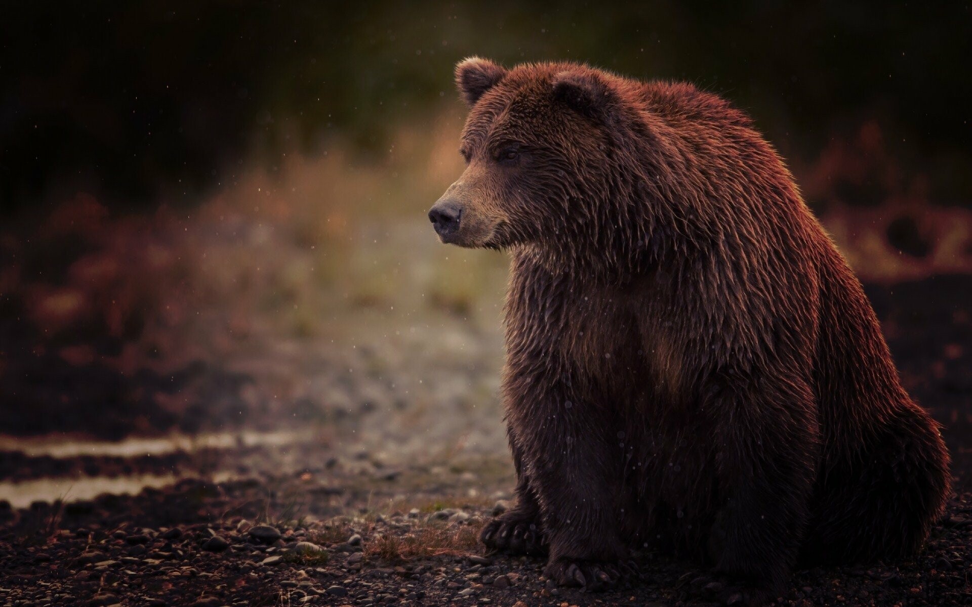 Majestic bears, Powerful creatures, Wildlife photography, Nature's wonders, 1920x1200 HD Desktop