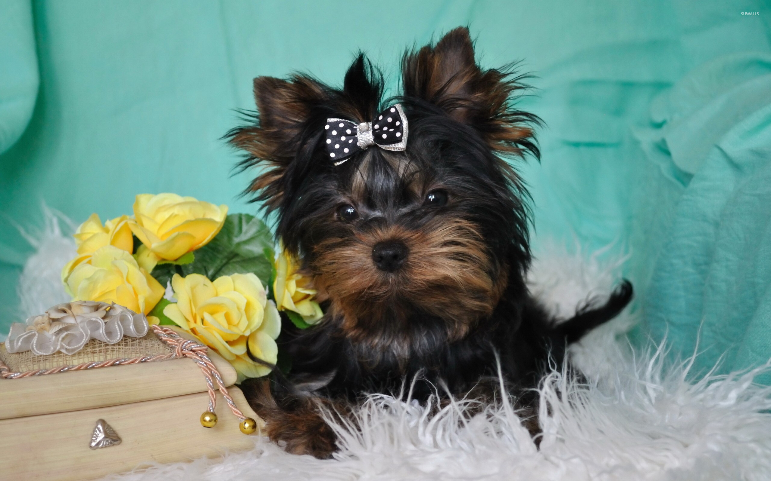 Yorkshire Terrier, Animal wallpapers, 43243, 2560x1600 HD Desktop