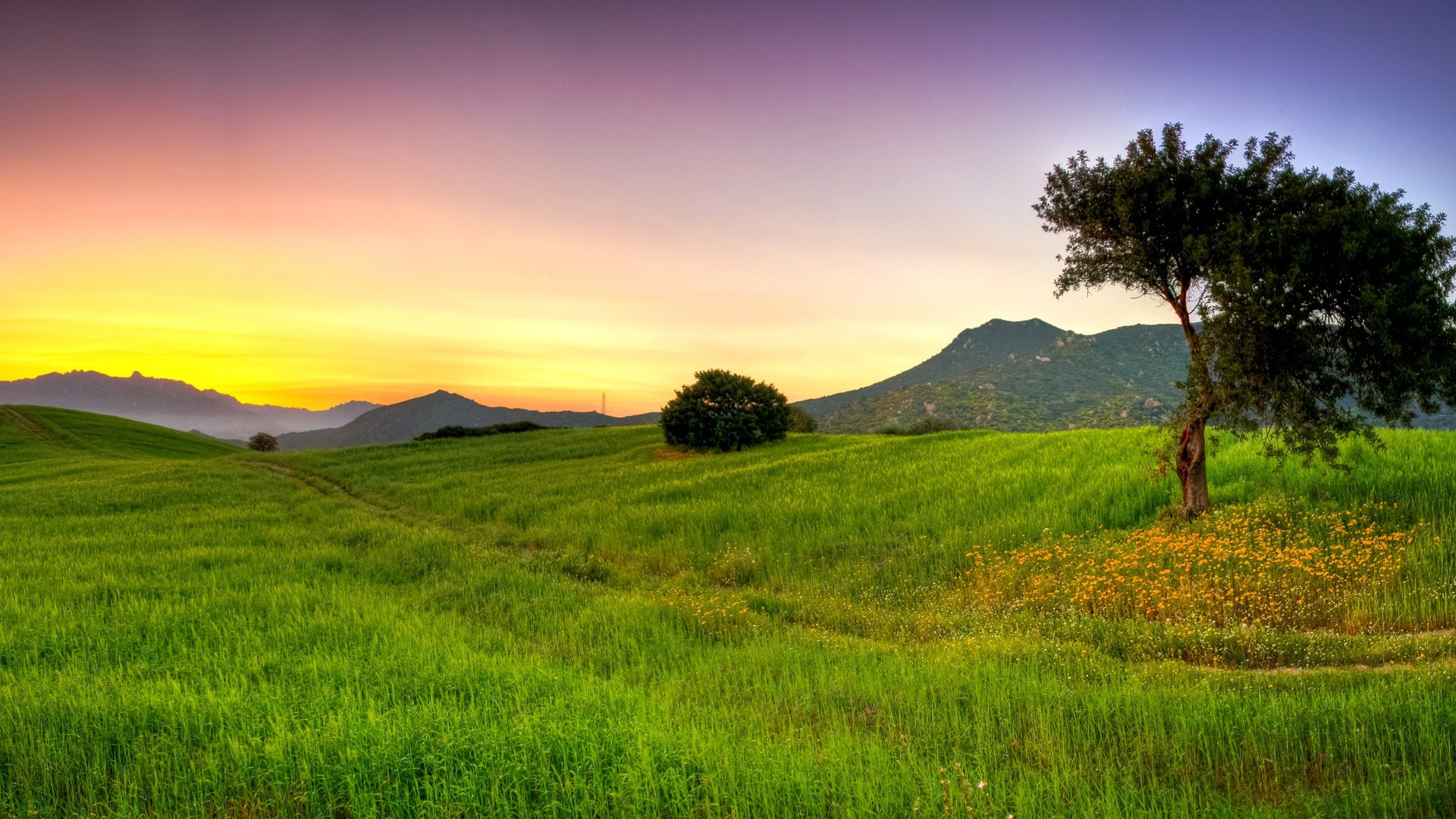 lone tree with wildflowers, rolling green meadow, sunset over distant mountains, Full HD Desktop wallpaper