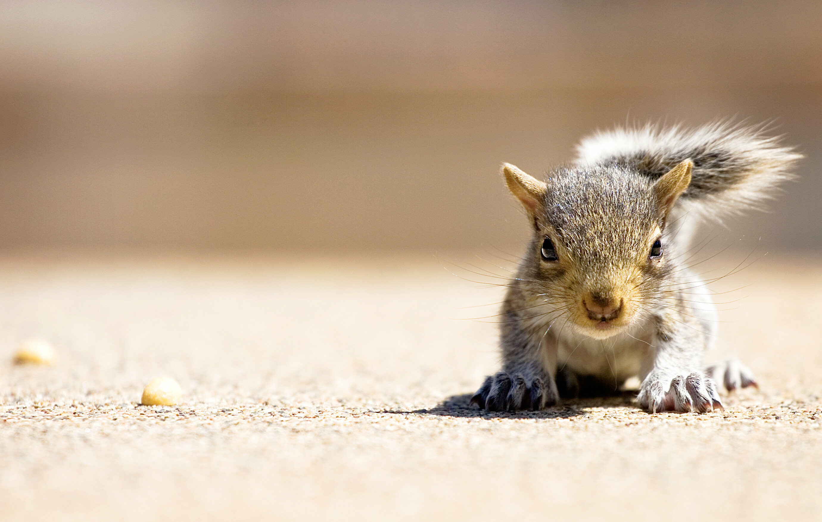 Chickaree, Squirrels Wallpaper, 2760x1760 HD Desktop