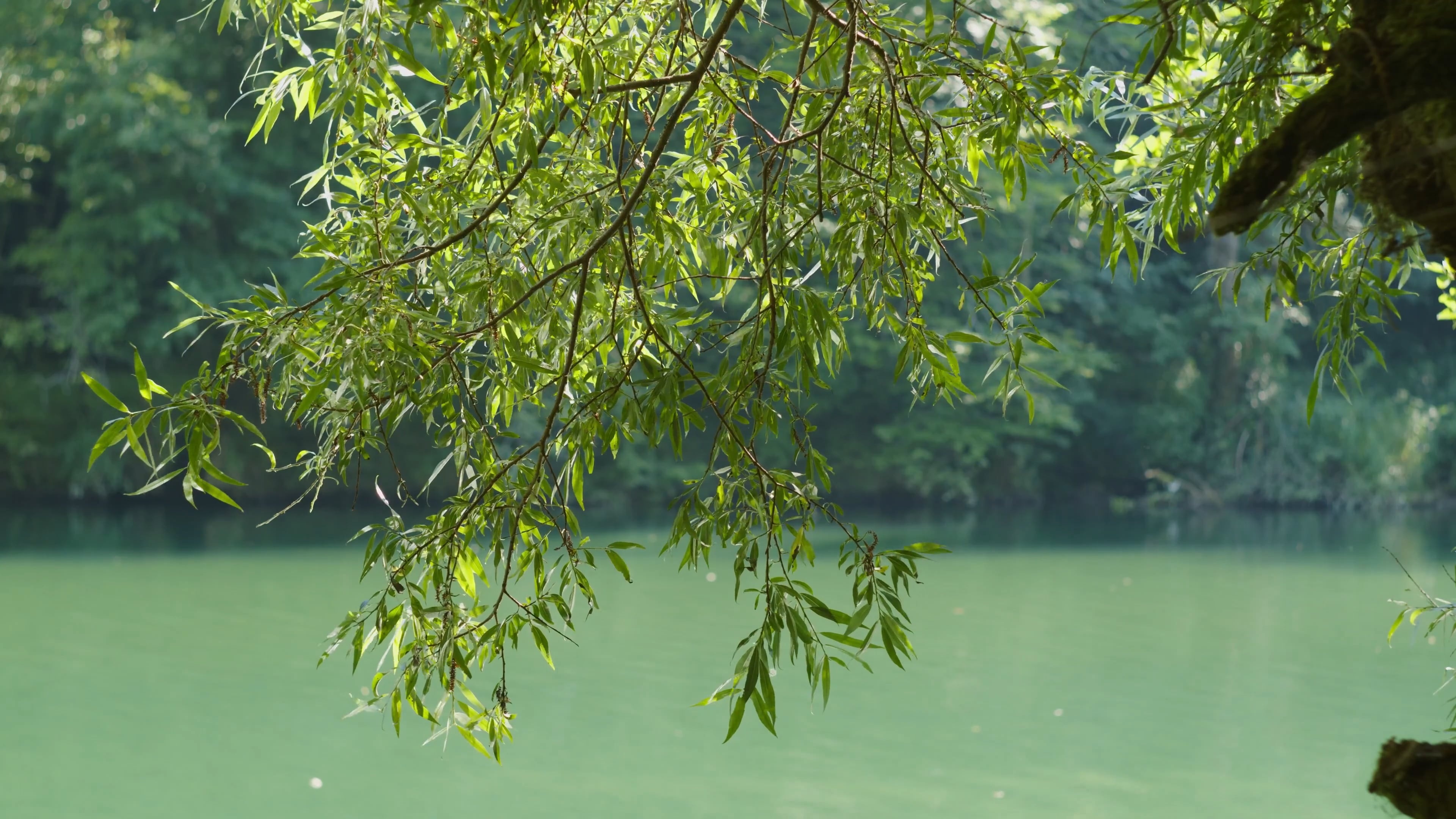 Willow Tree, Near river, Free stock video, 3840x2160 4K Desktop